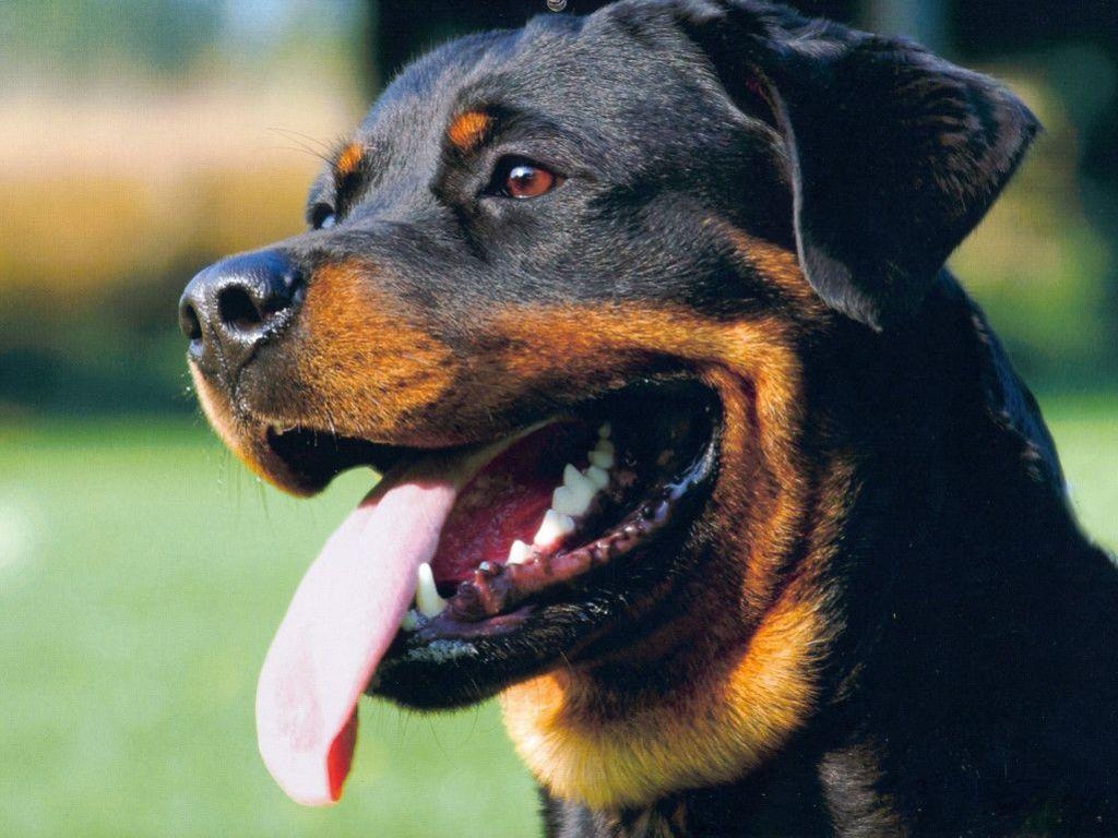 1030x770 image For > Rottweiler Wallpaper, Desktop