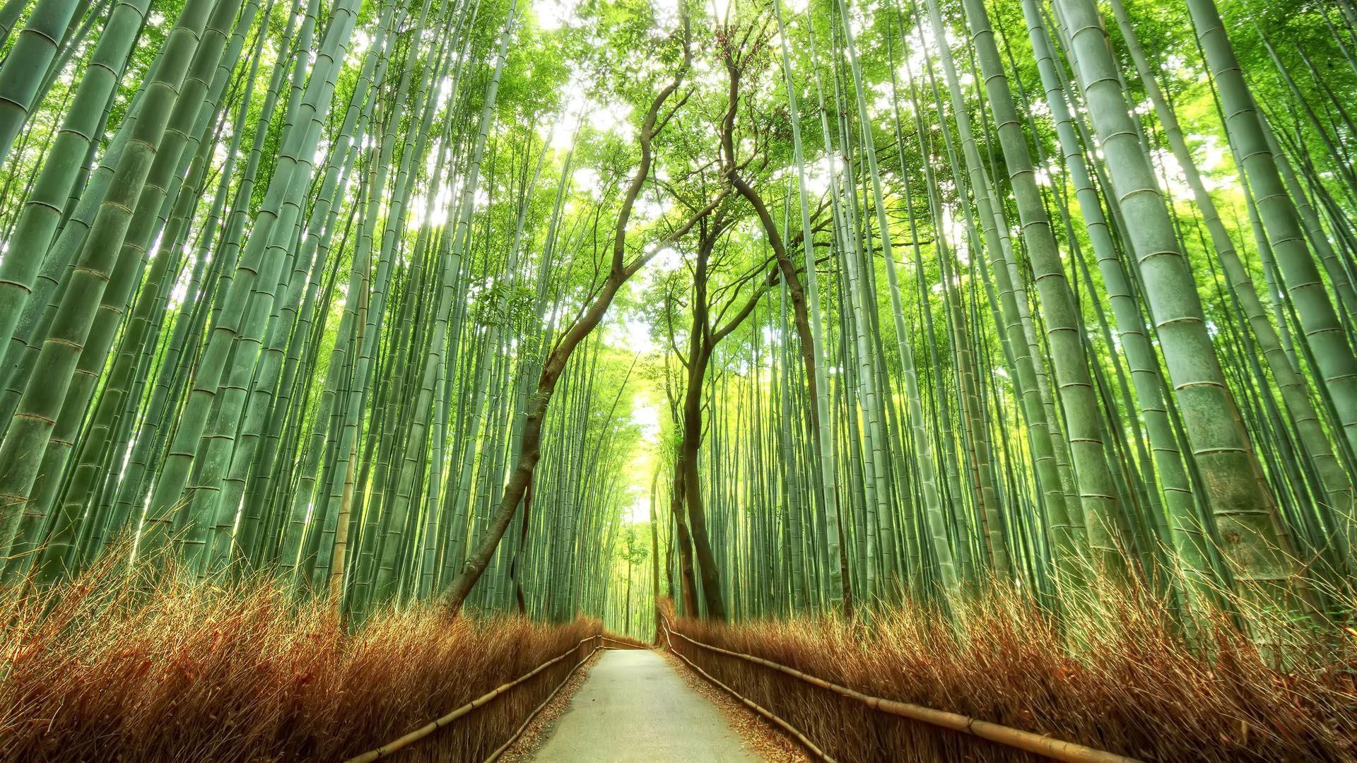 1920x1080 Sagano Bamboo Forest in Arashiyama Japan. Let's go. Japanese, Desktop