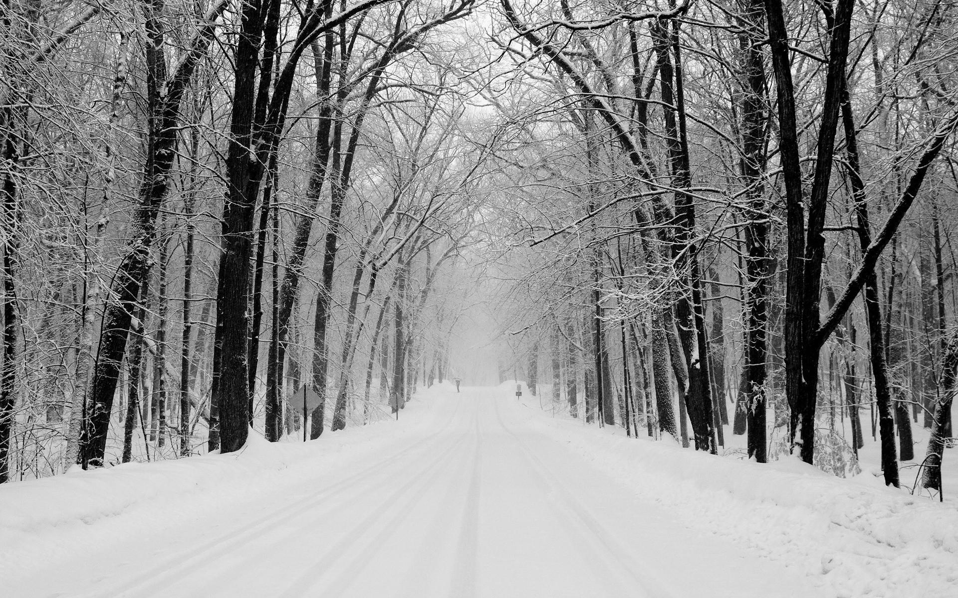 1920x1200 Black And White Winter Forest Wallpaper, Desktop