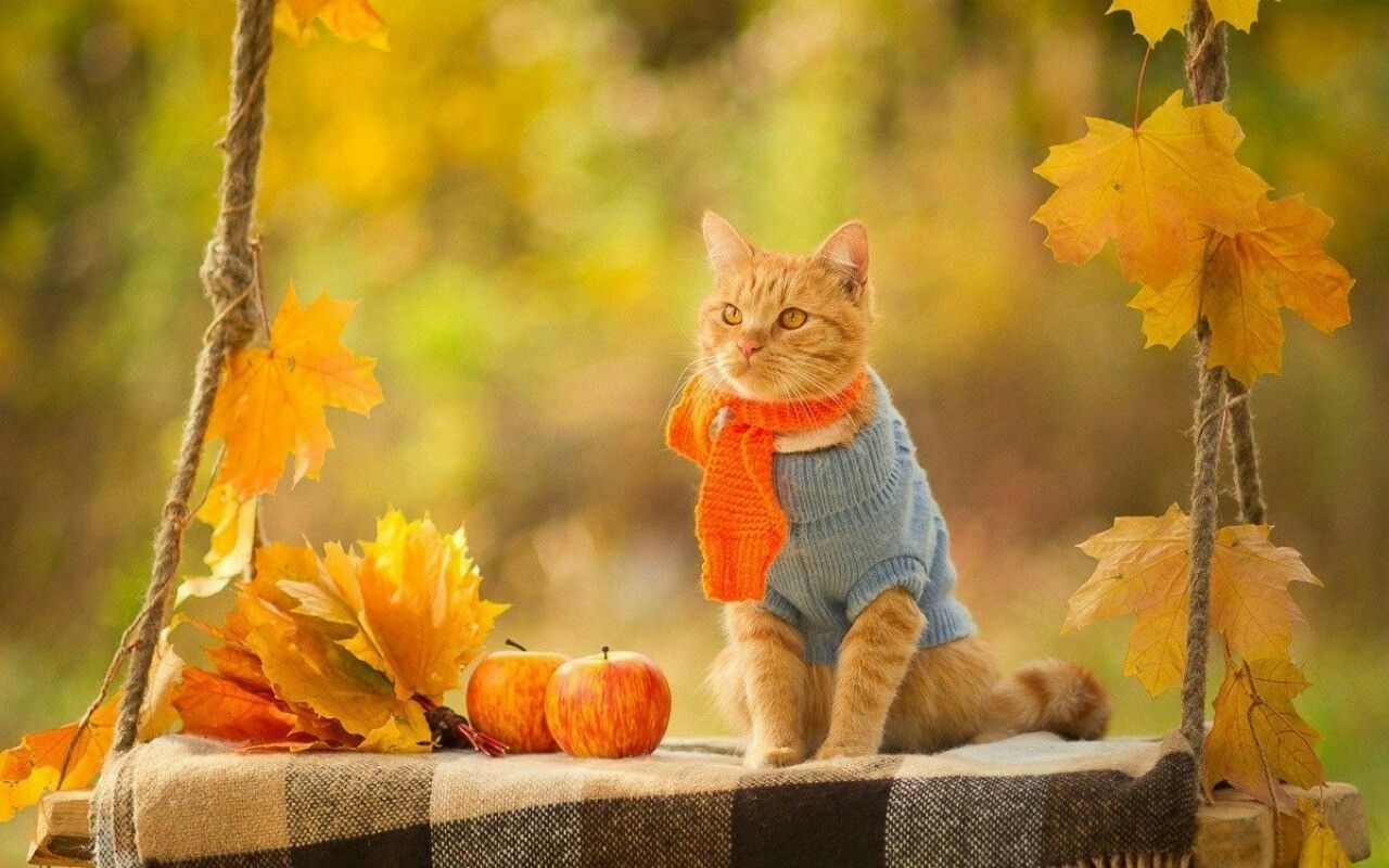 1280x800 I love Autumn. Fall cats, Cute cats and kittens, Fall humor, Desktop