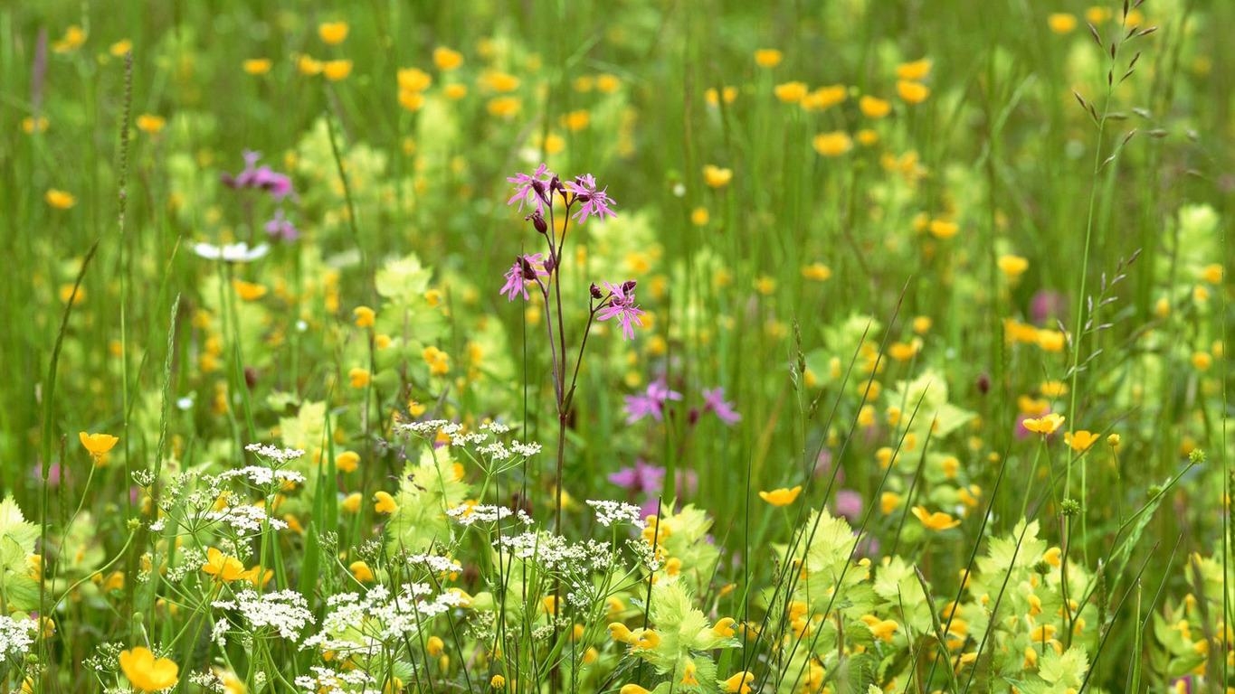 1370x770 Summer Wildflowers Wallpaper, Desktop