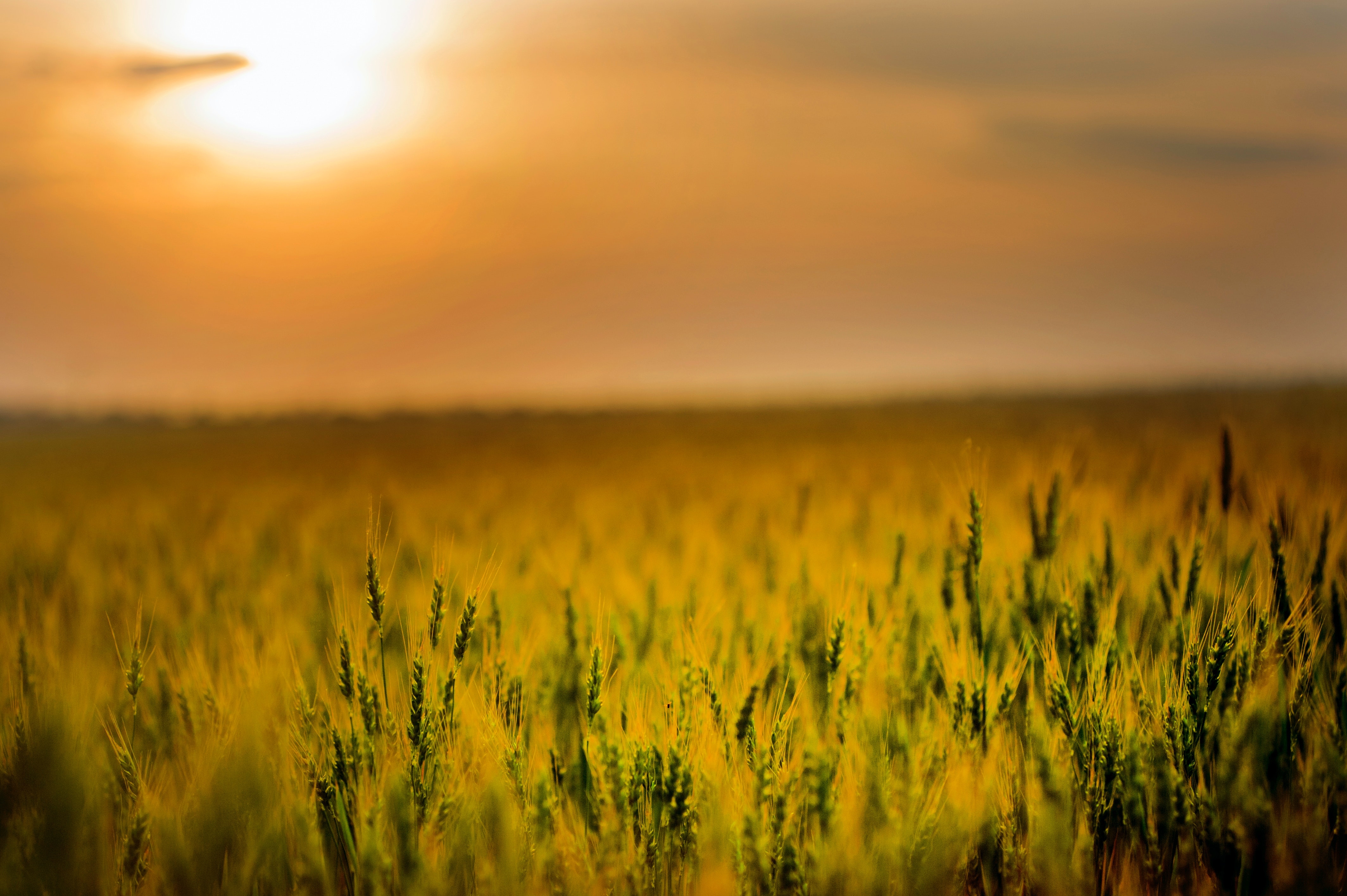 4260x2840 Wheat Field Photo, Download The BEST Free Wheat Field & HD Image, Desktop