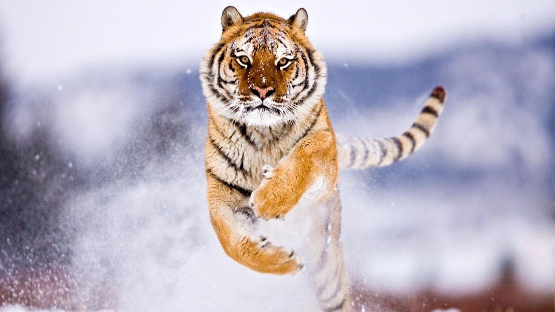 1920x1080 Siberian snow tiger iPhone Wallpaper iPhone Wallpaper. HD, Desktop