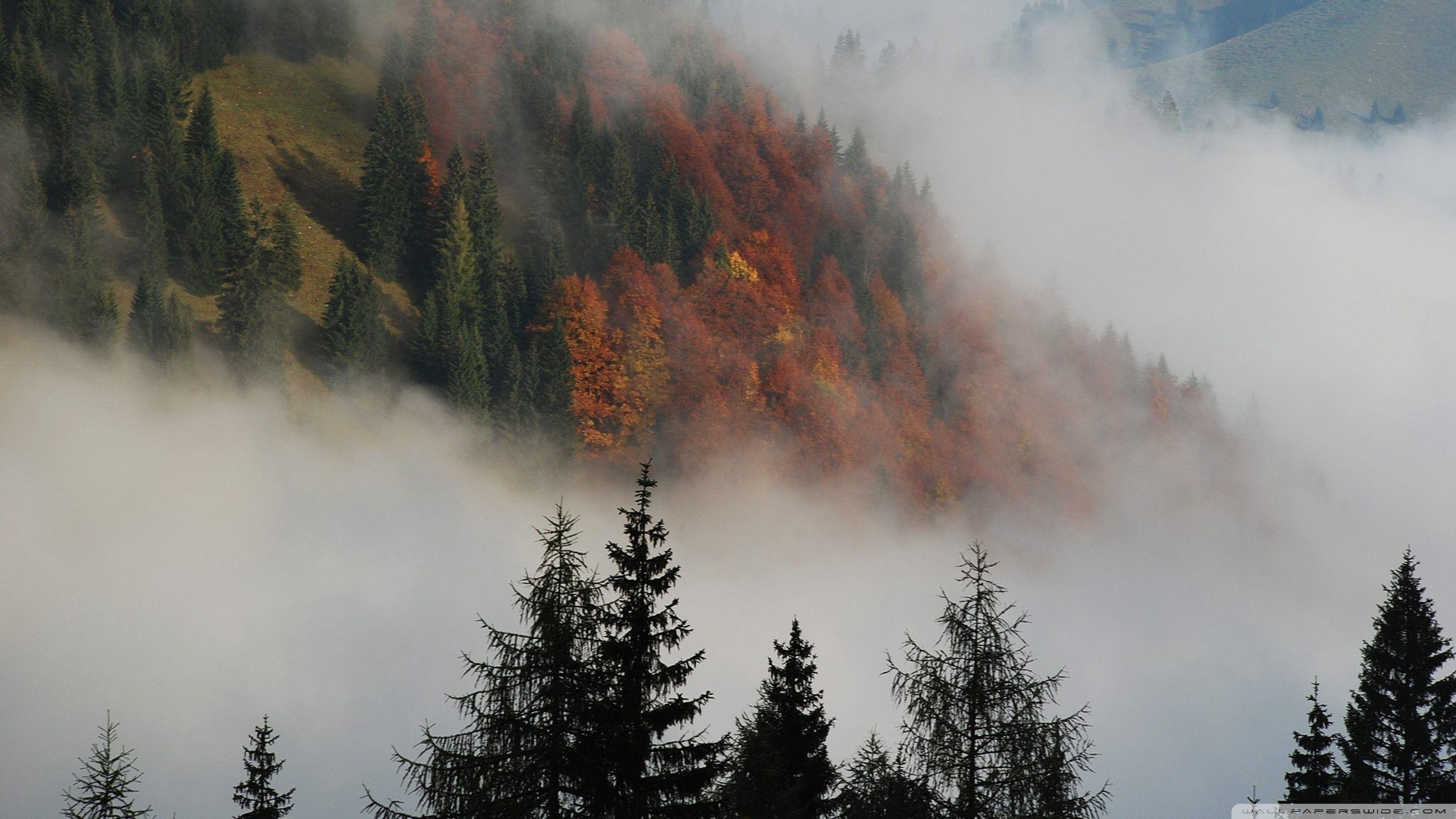 2560x1440 Foggy Mountain Forest ❤ 4K HD Desktop Wallpaper for 4K Ultra HD TV, Desktop