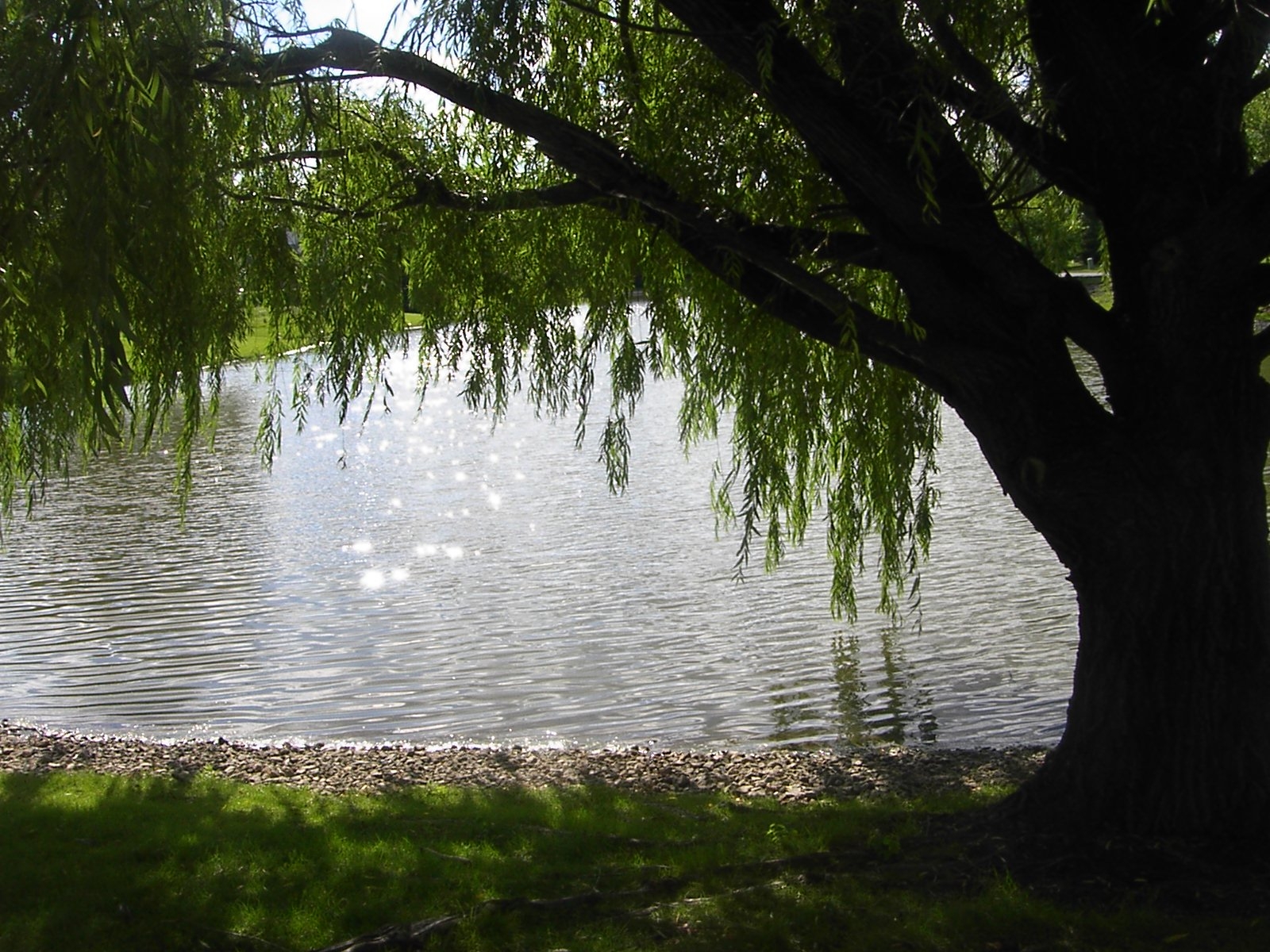 1600x1200 Free download Weeping Willow Tree Wallpaper Weeping willow by gracefulally [] for your Desktop, Mobile & Tablet. Explore Weeping Willow Wallpaper. Willow Tree Wallpaper, Desktop