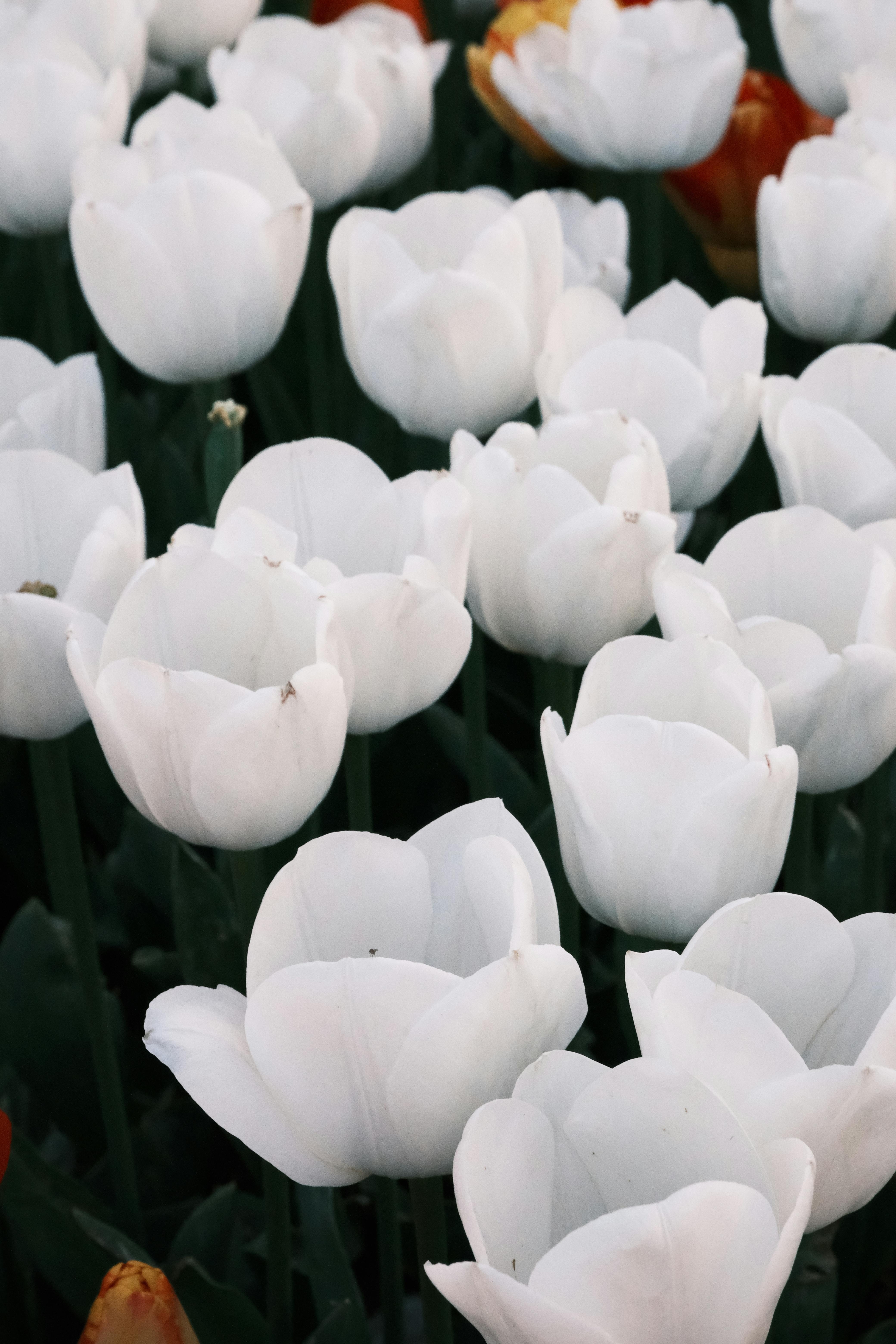 4160x6240 Close Up Of White Tulips In The Garden, Phone