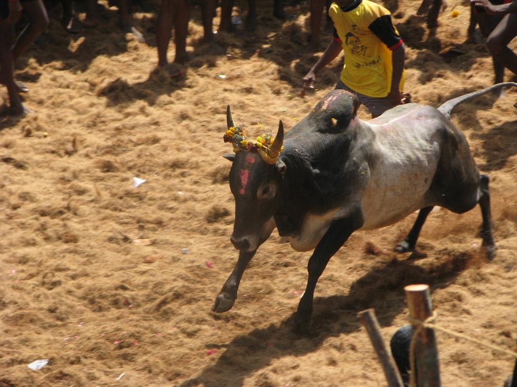 1030x770 Alanganallur Jallikattu Jallikattu Kaalai HD, Desktop