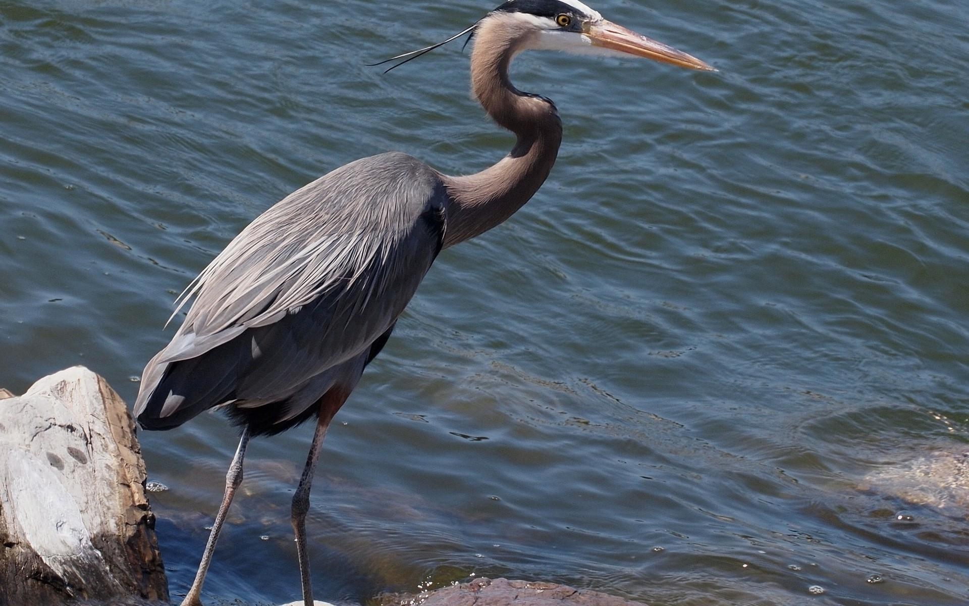 1920x1200 herons birds water wallpaper and background. Animal, Desktop