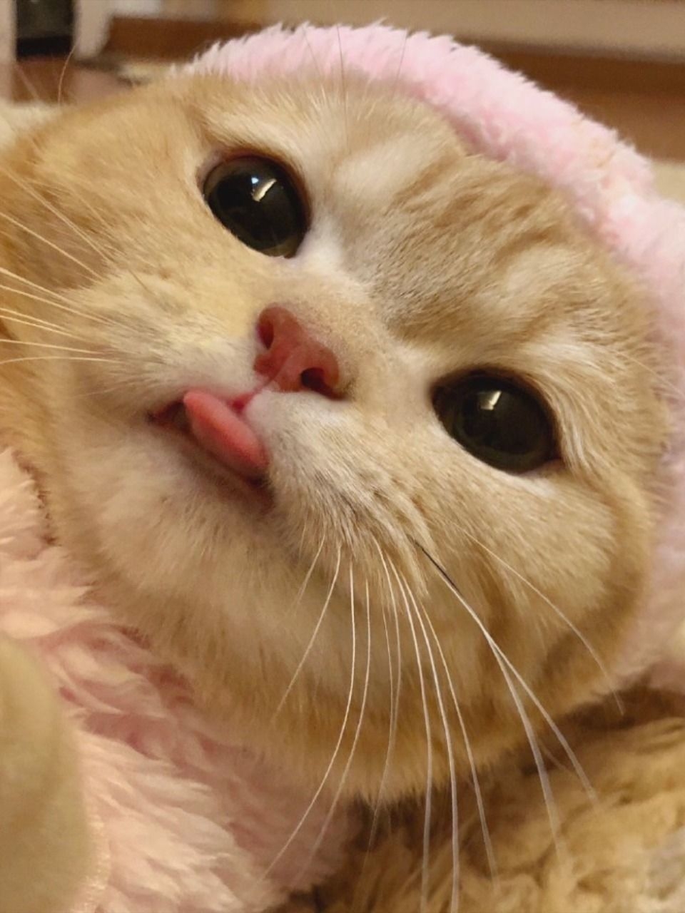 960x1280 cute tongue cat. Cute cat pfp, Cat aesthetic, Cute cat wallpaper, Phone