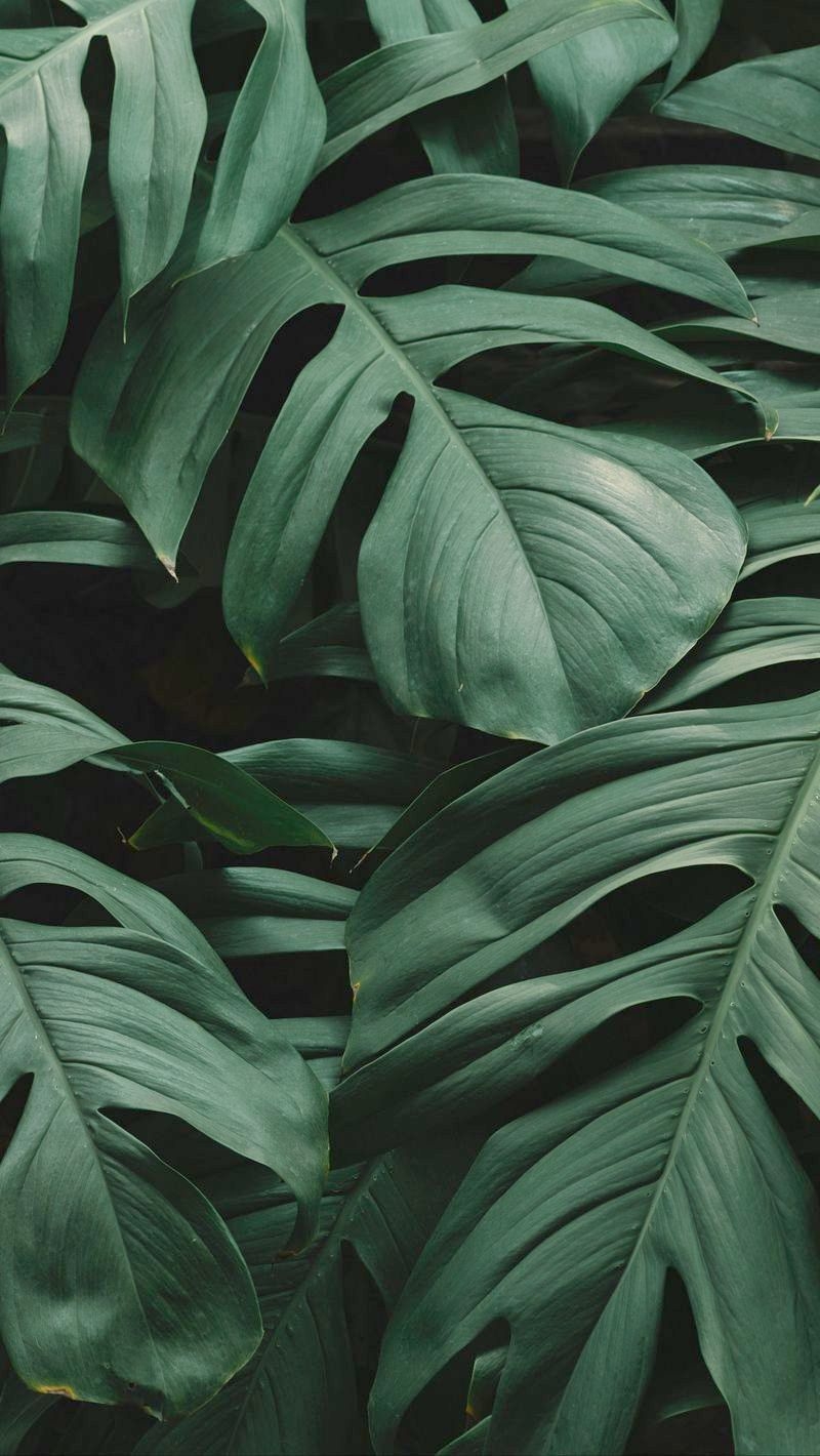 800x1420 Plant Wallpaper, Phone