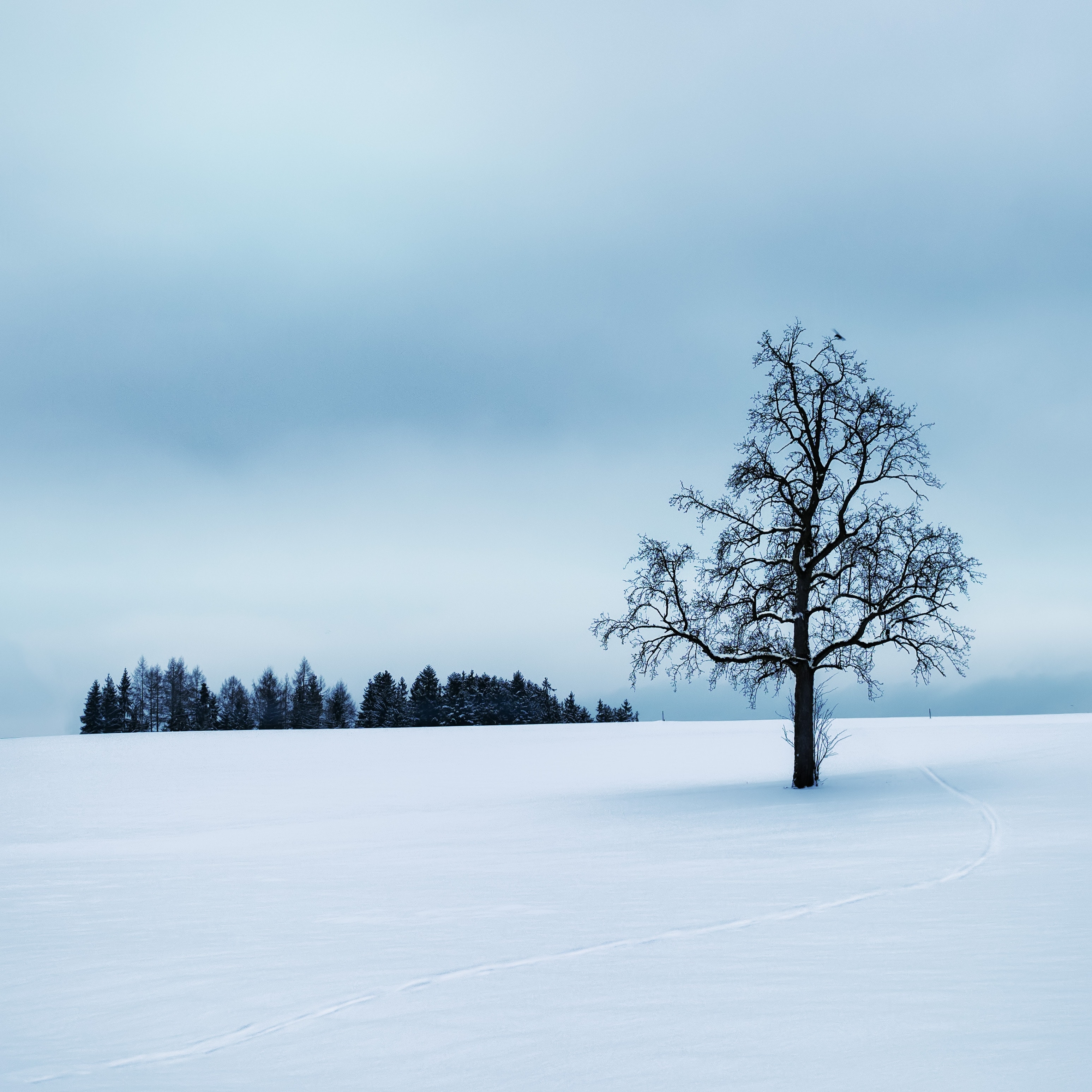 3100x3100 Free photo: Tree Surrounded by Snow, Season, Winter, Phone