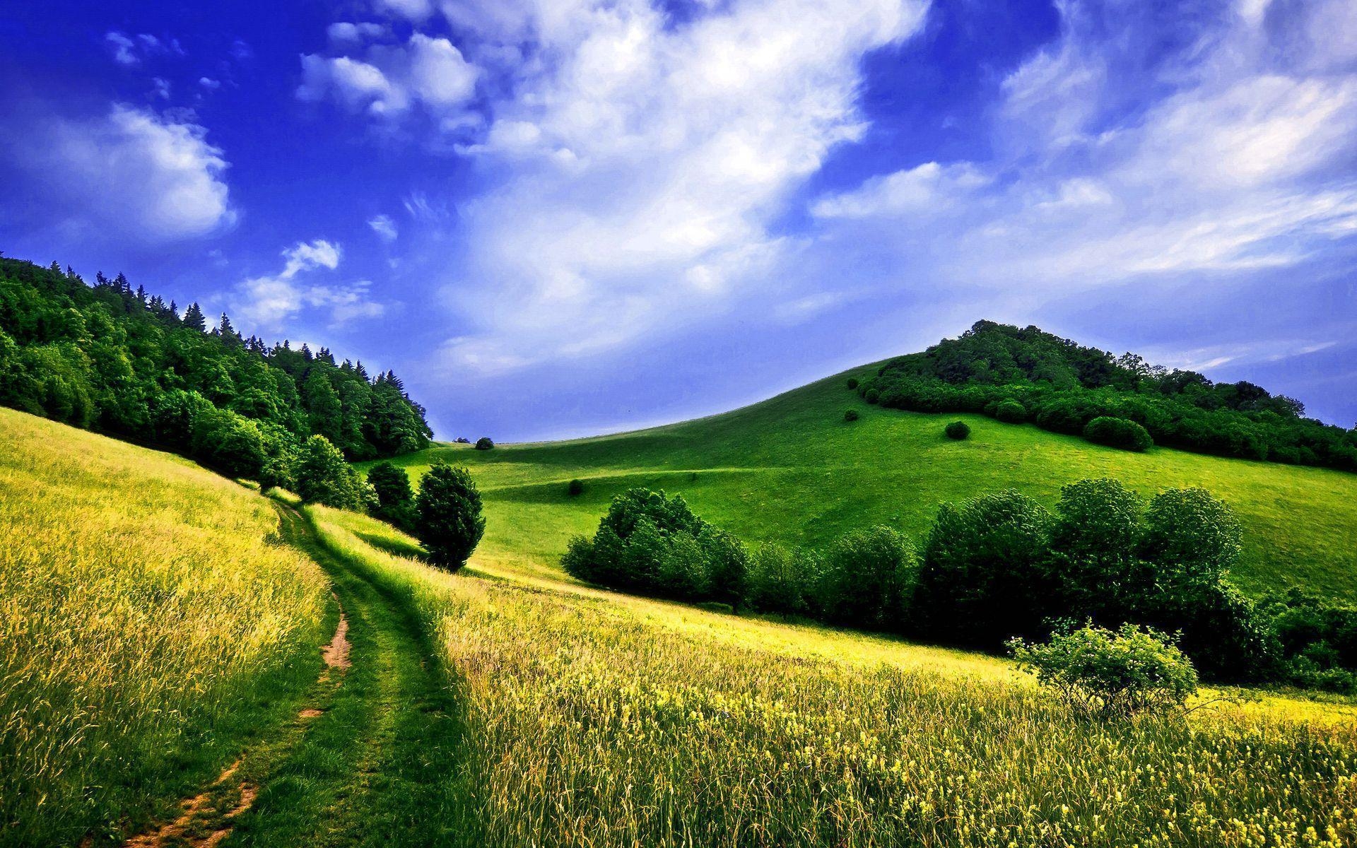 1920x1200 Green Green Meadow Wallpaper, Desktop