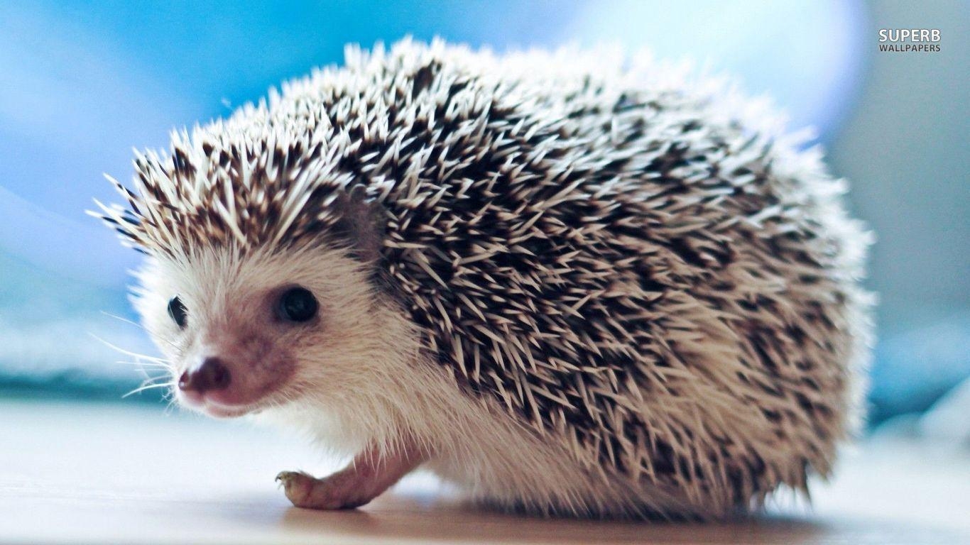 1370x770 Cute Baby Hedgehogs Cute baby hedgehog wallpaper. Prickly, hedgy, Desktop