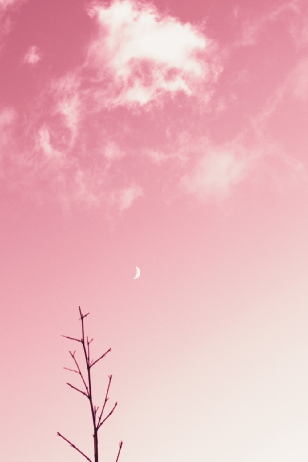 1000x1500 Pink Wallpaper: Free HD Download [HQ], Phone