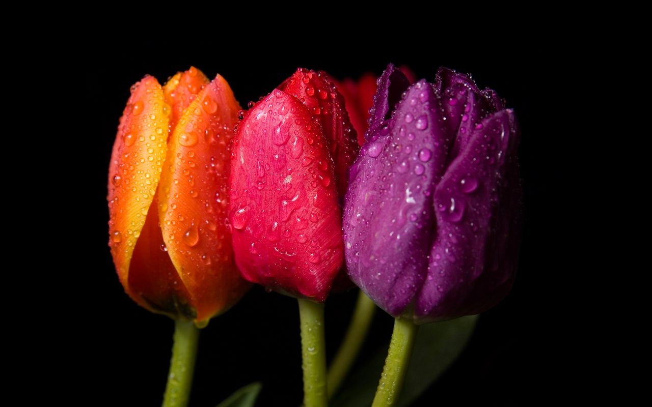 1280x800 Free download Spring flowers on black background beautiful, Desktop