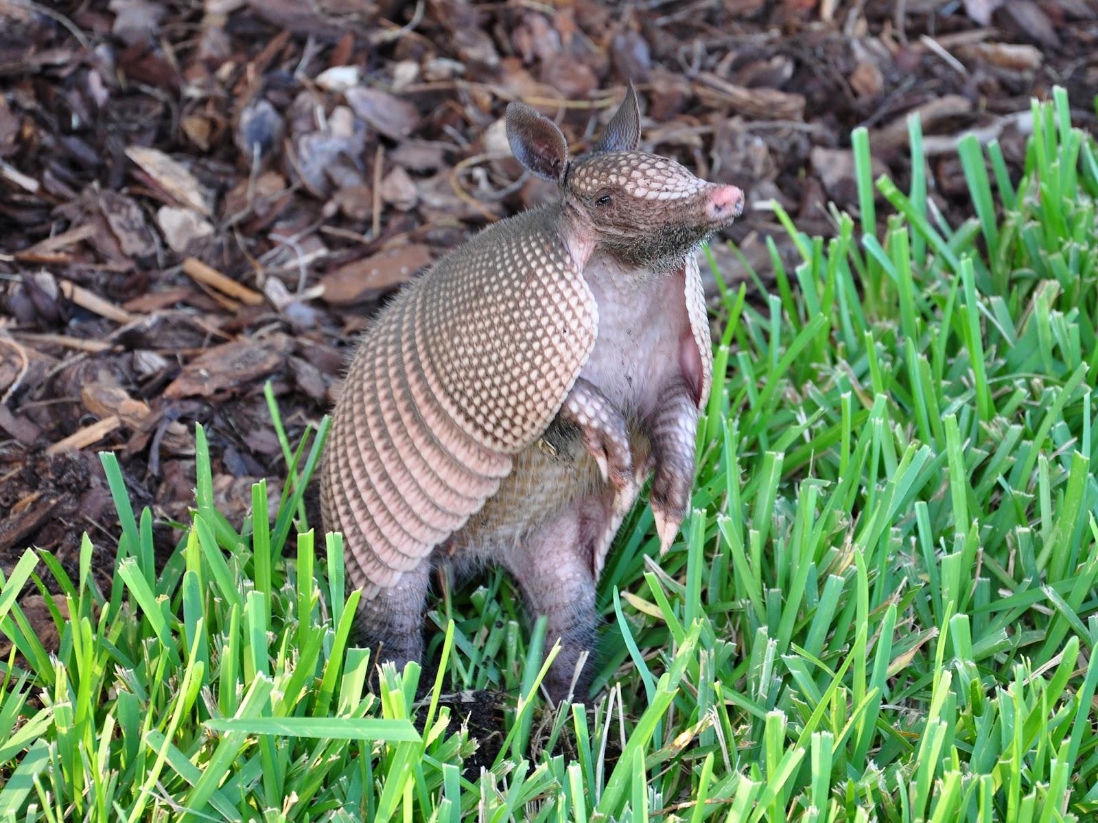 1600x1200 Armadillo Wallpaper Cute and Docile, Desktop