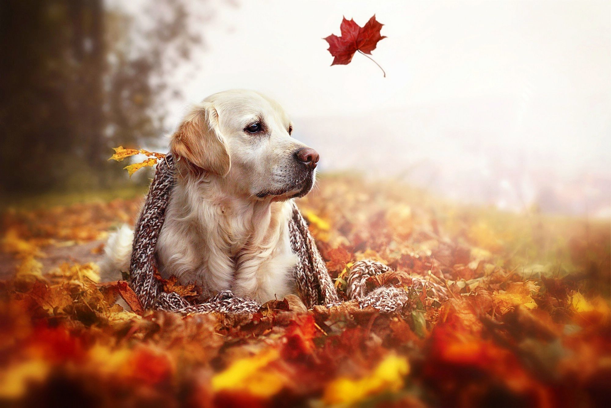 2000x1340 Fall Animal Wallpaper Free Fall Animal Background, Desktop