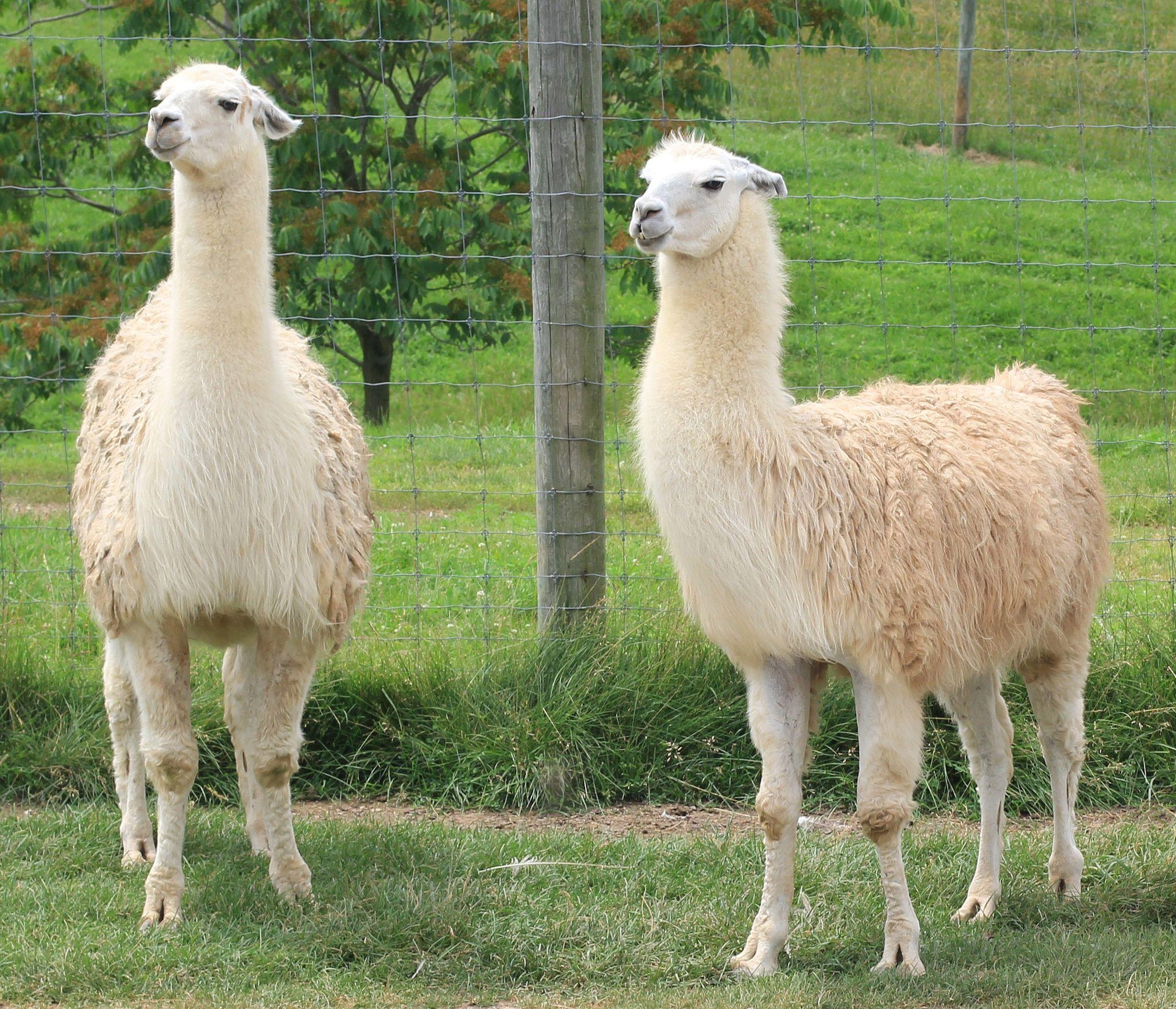 2050x1760 Llama, Desktop