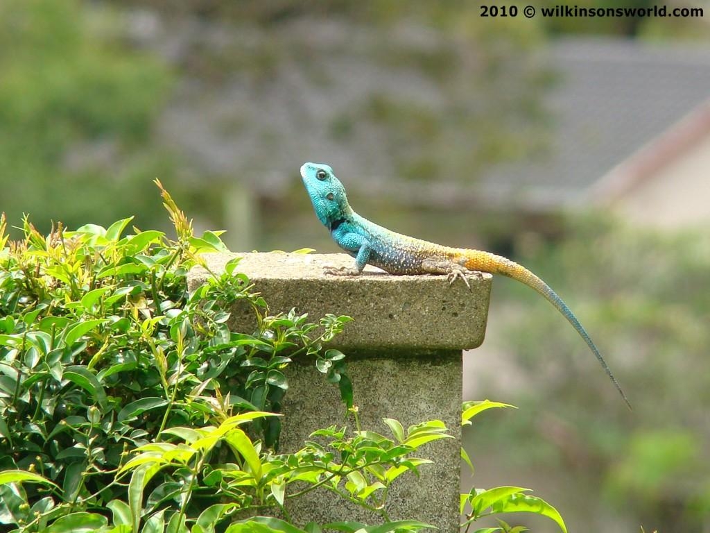 1030x770 Namibian rock agama. Wilkinson's World, Desktop