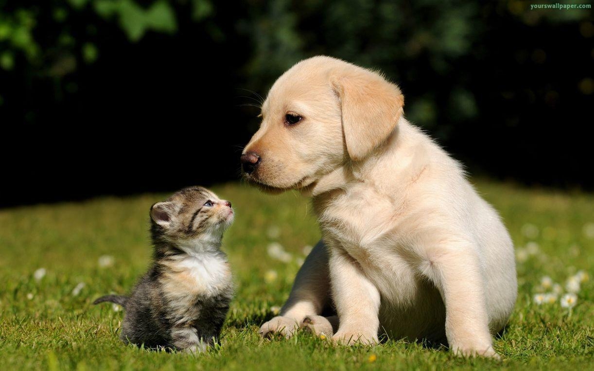 1230x770 Puppy Kitten Desktop Wallpaper, HDWallpaper And Widescreen Wallpaper, Desktop