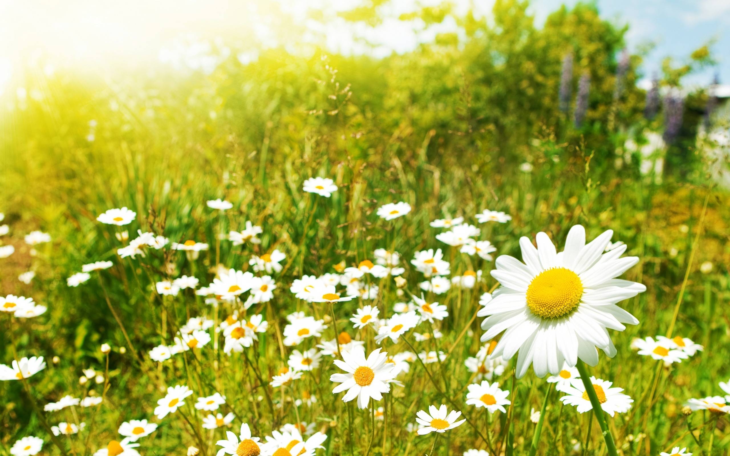 2560x1600 Beautifull Daisy HD Wallpaper, Desktop