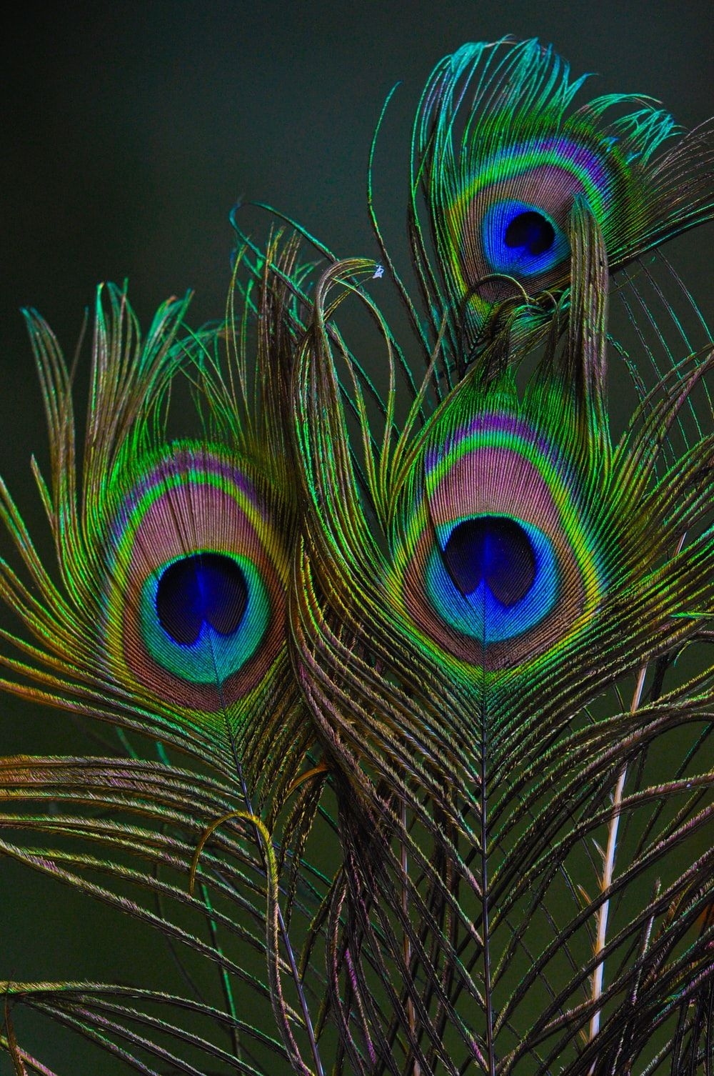 1000x1510 Peacock Feather Picture. Download Free Image, Phone