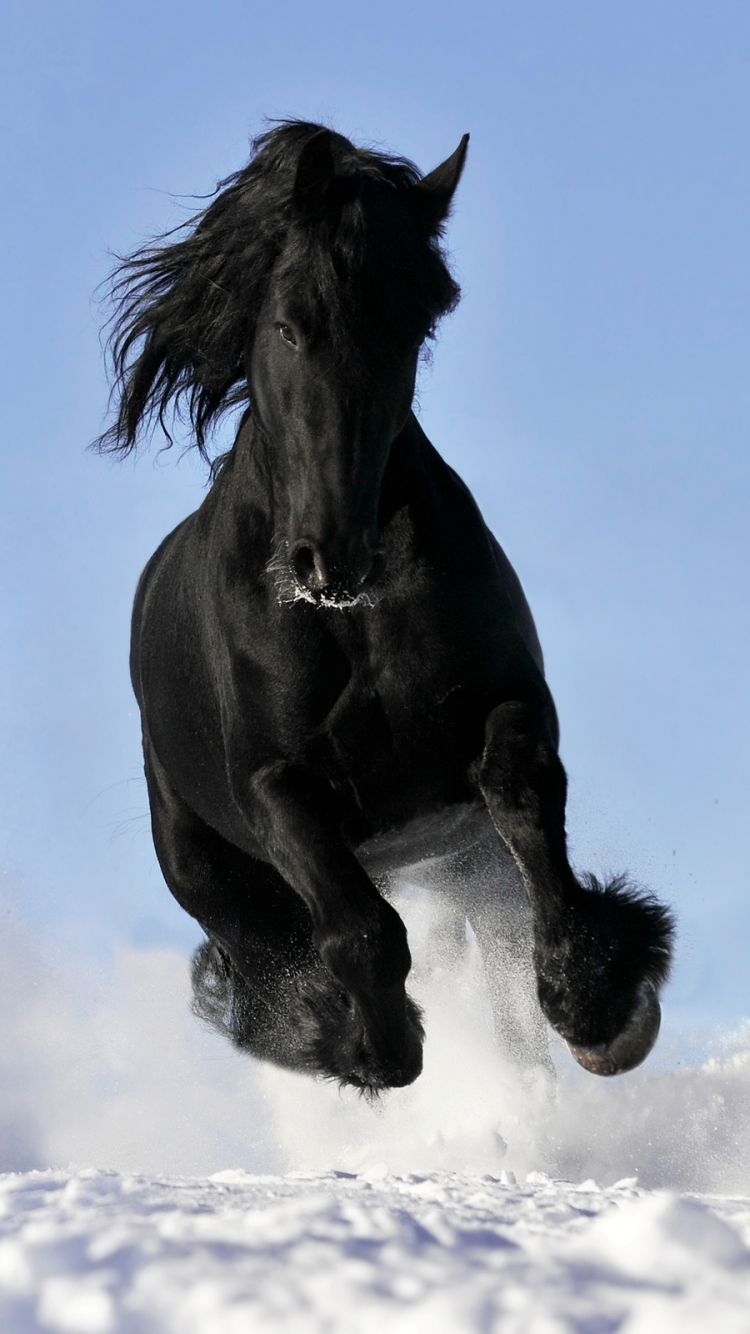 750x1340 Animal Horse () Wallpaper, Phone