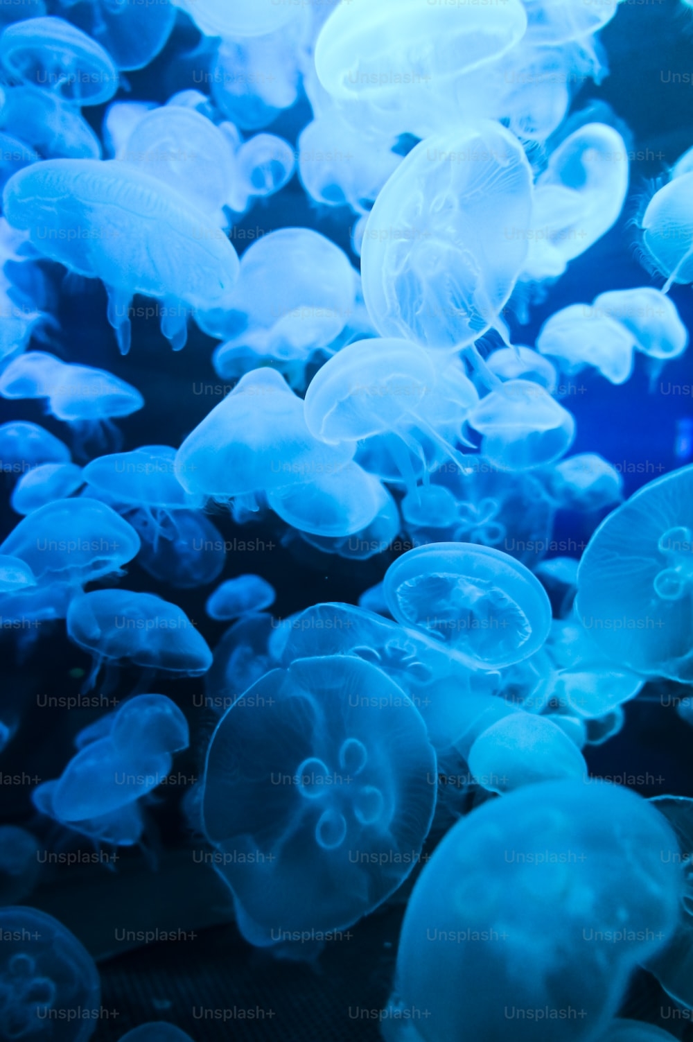 1000x1510 Jellyfish Picture [HD]. Download Free Image, Phone