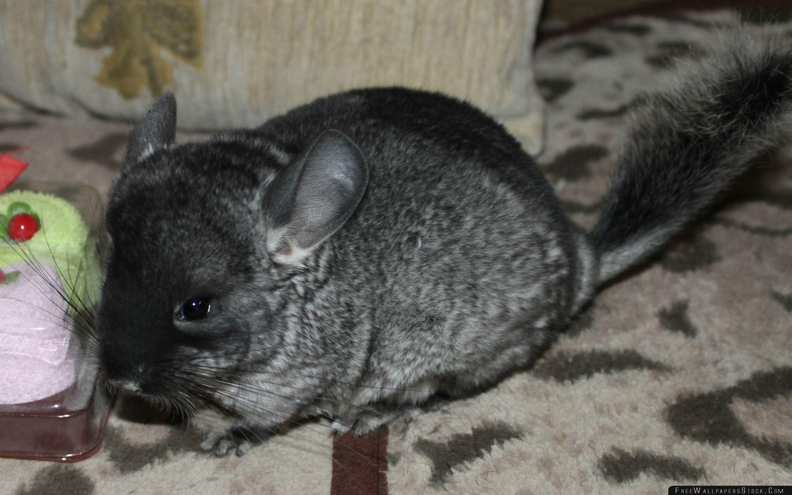 2560x1600 Chinchilla Rug Animal Wallpaper Wallpaper Stock, Desktop