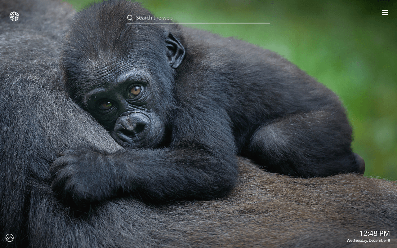 1280x800 Gorilla HD Wallpaper New Tab Theme, Desktop