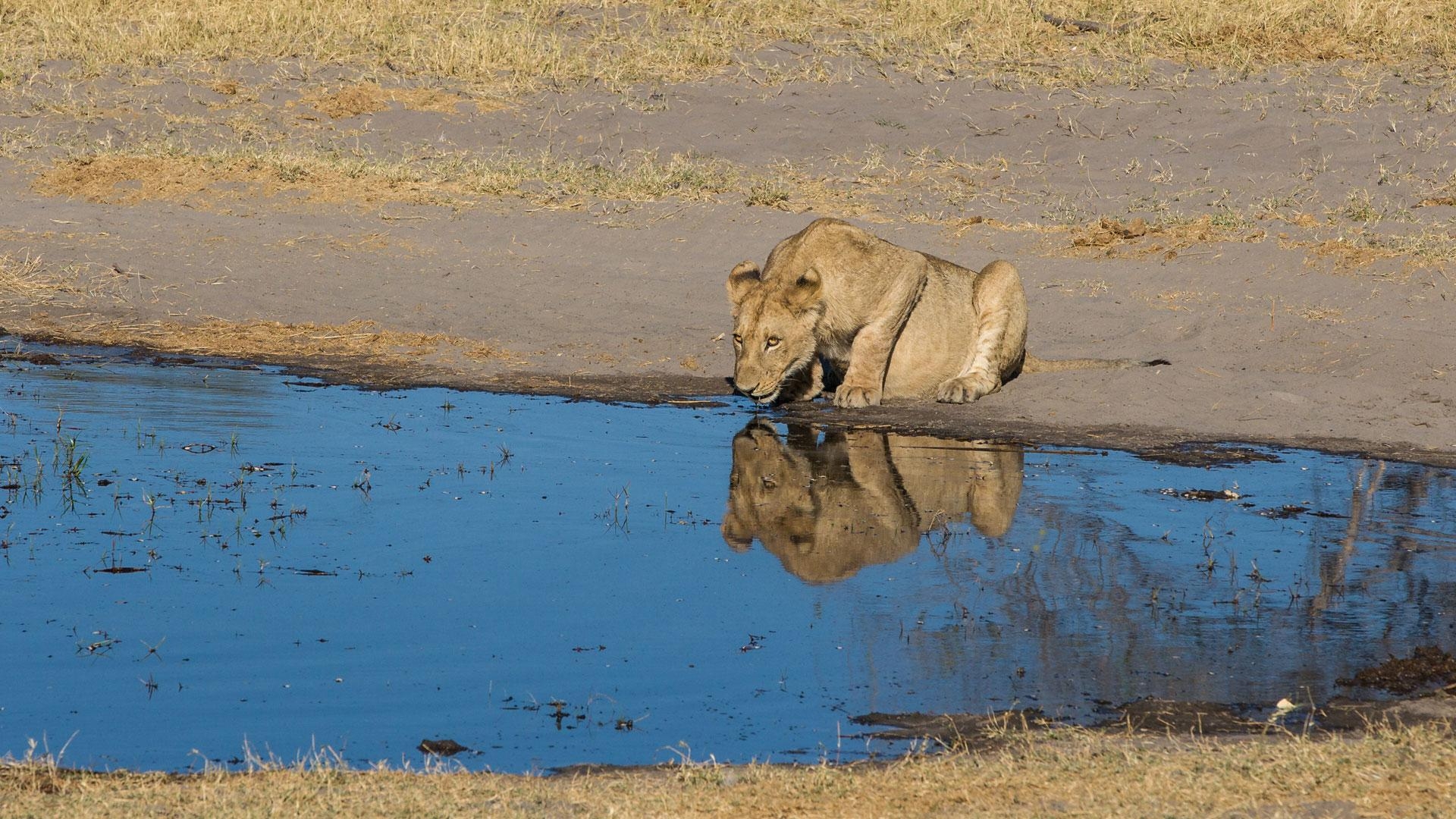 1920x1080 Botswana Safari Parks & Attractions World Safaris, Desktop