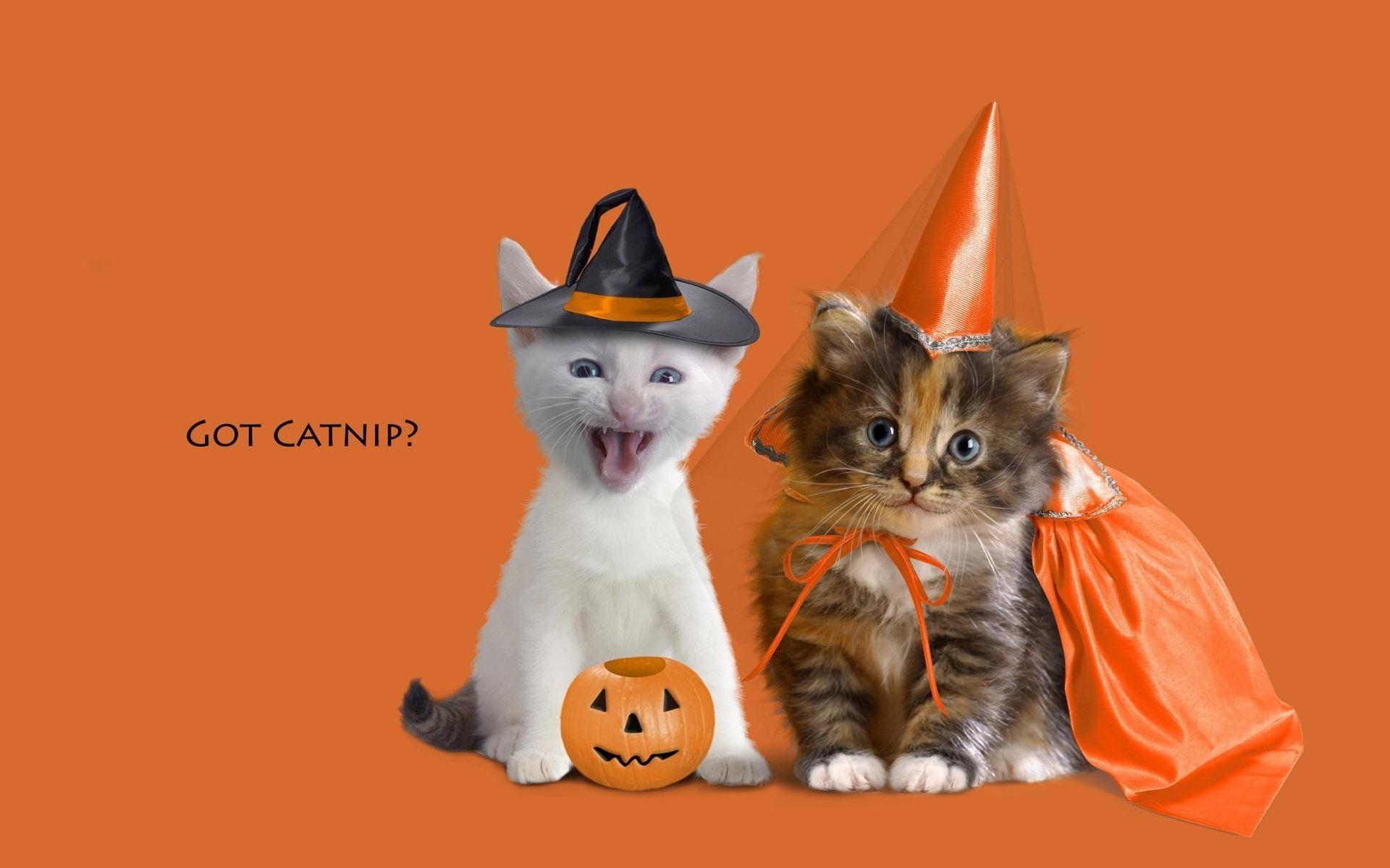 1920x1200 Cute Halloween Cats Wallpaper, Desktop