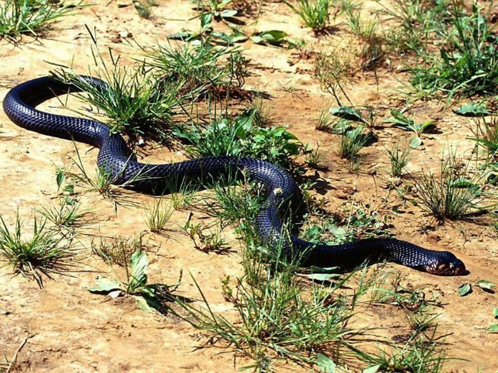 1030x770 Rattlesnake HD Wallpaper. Rattlesnake Picture, Image. Cool, Desktop