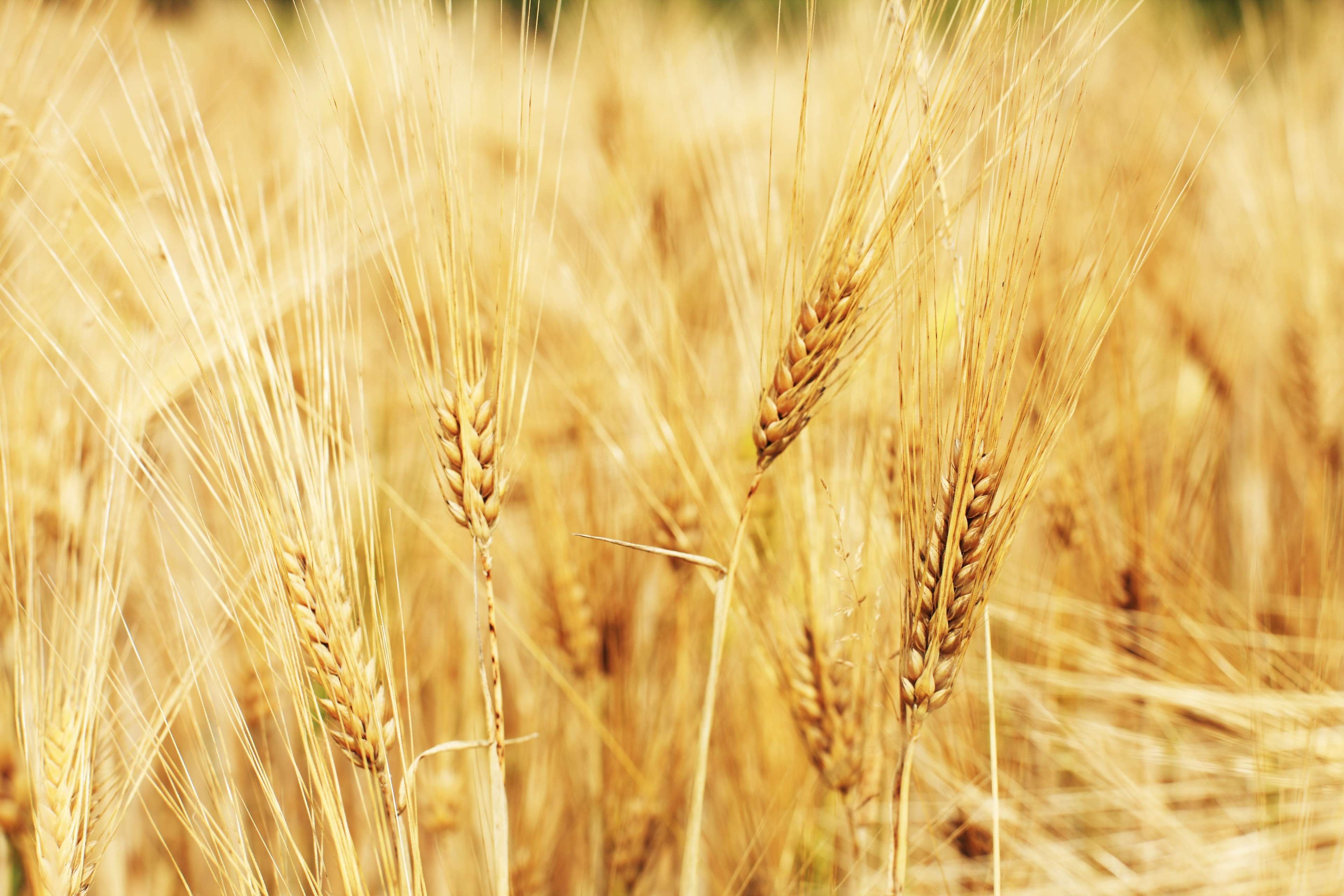 3840x2560 agriculture, arable, cereals, cornfield, eat, field, food, golden yellow, grain, grass, harvest, scenic, seed, wheat, wheat field, yellow 4k wallpaper, Desktop