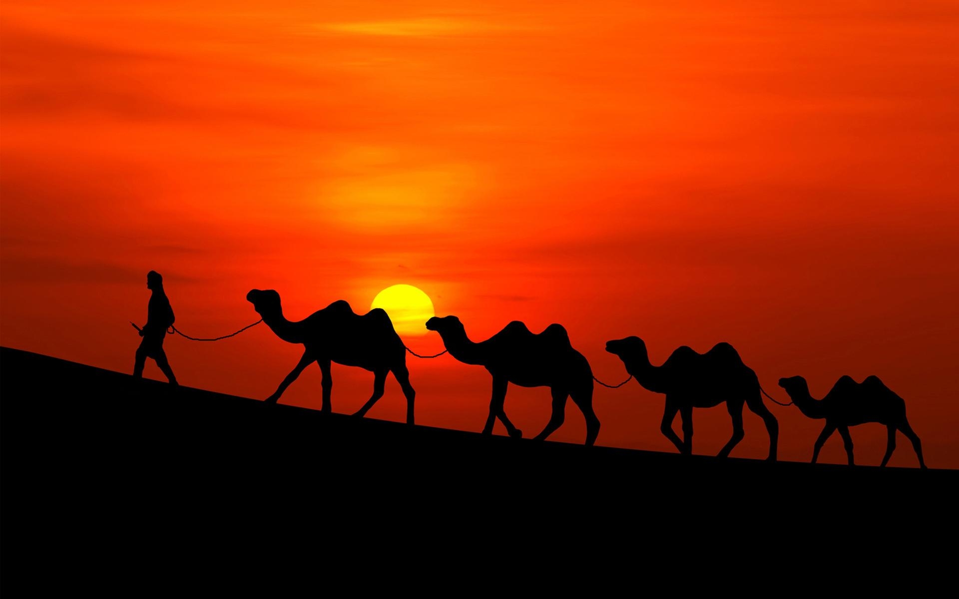 1920x1200 Camel Wallpaper, Desktop