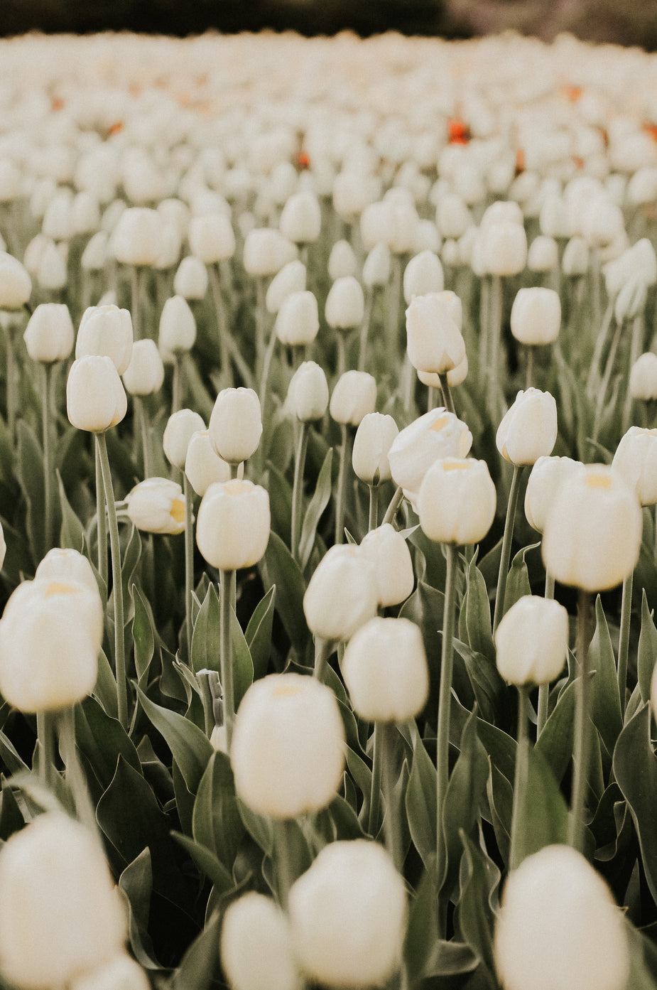 930x1400 White Tulip Flowers Picture, Phone