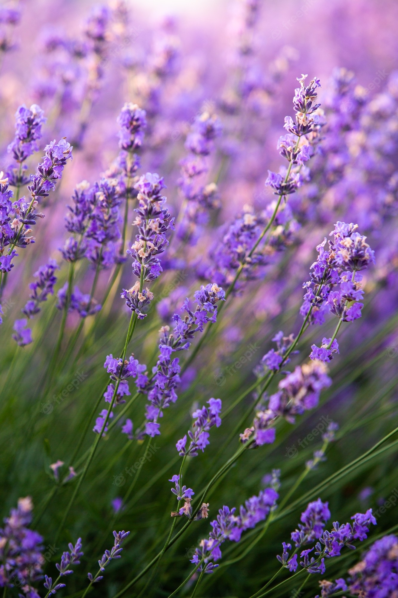 1340x2000 Premium Photo. Beautiful lavender field at sunrise with purple flower background, Phone