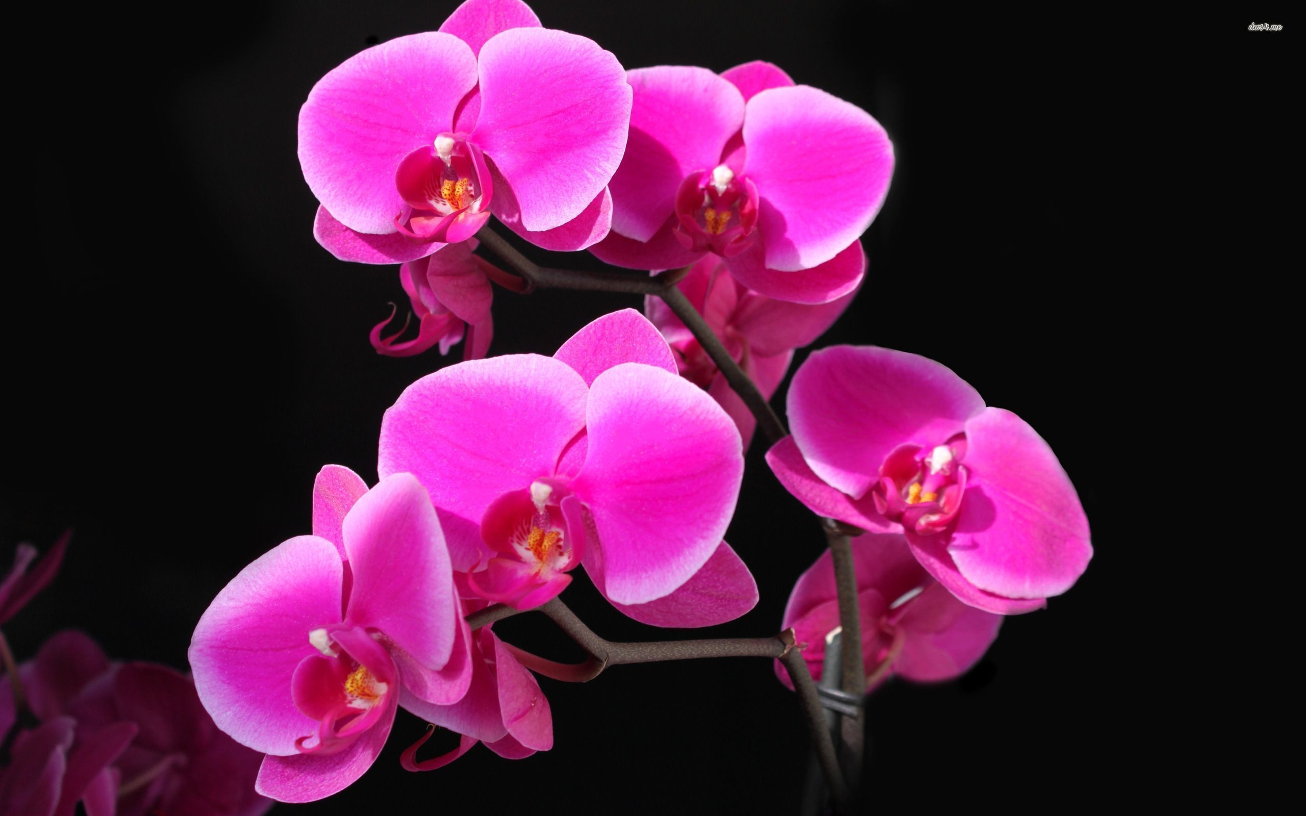 2560x1600 Pink orchids wallpaper wallpaper, Desktop