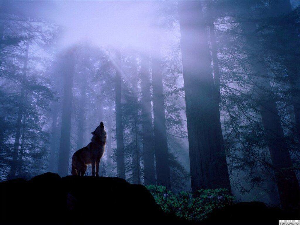 1030x770 Wallpaper For > Wolf Howling At The Moon Wallpaper, Desktop