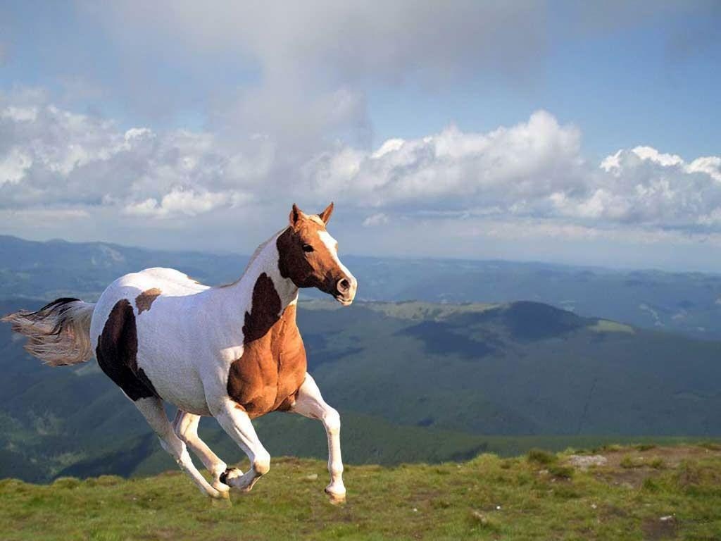 1030x770 Wild Horse Background, Desktop