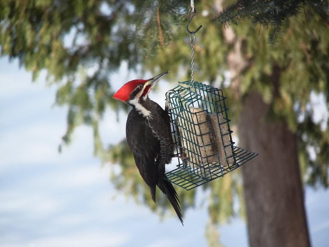 1080x810 Bird Woodpecker Picture. Download Free Image, Desktop