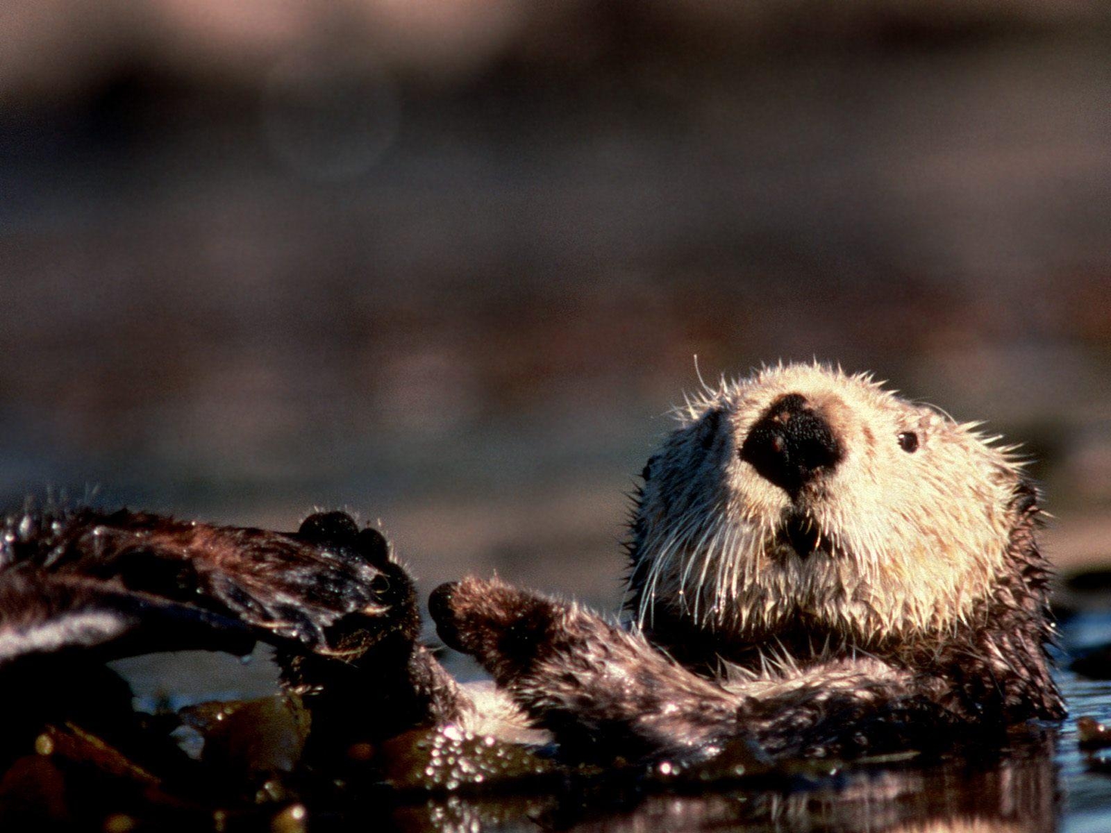 1600x1200 Background Collections: beaver wallpaper, Desktop