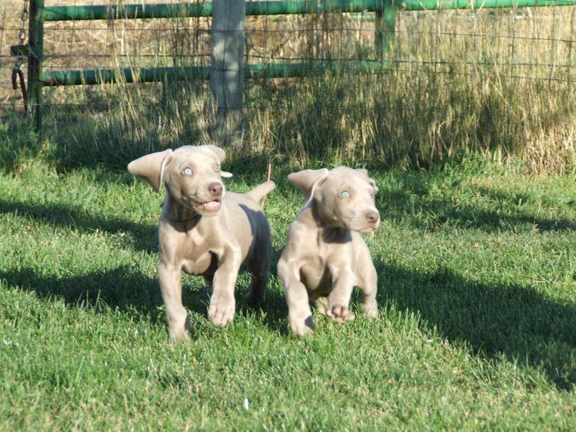 1140x850 Free wallpaper Weimaraner cute puppies, Desktop