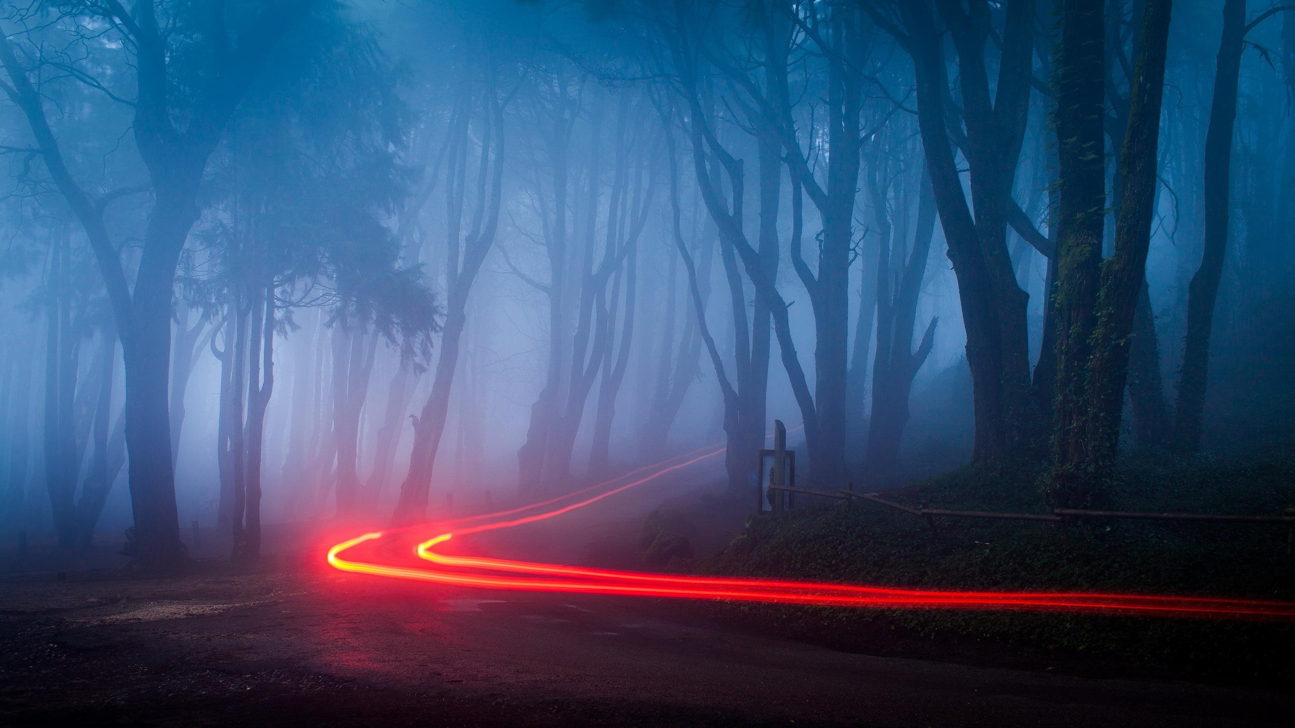 2560x1440 Foggy Forest Road Lights Desktop Wallpaper, Desktop