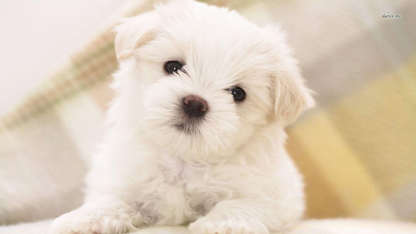 1370x770 White Maltese Poodle Puppies Collection of Dogs, Desktop