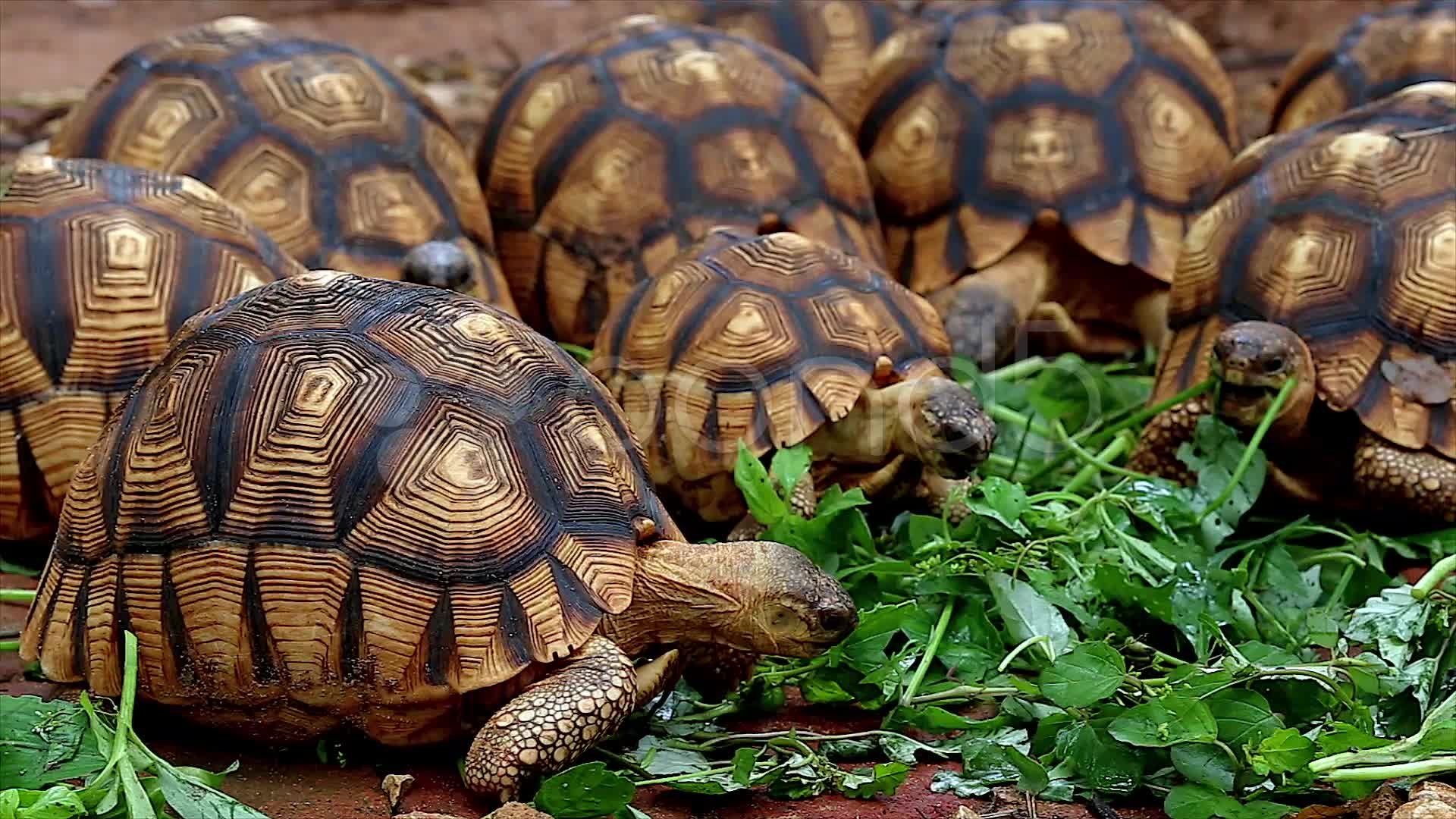 1920x1080 Ploughshare tortoise wallpaper, Desktop