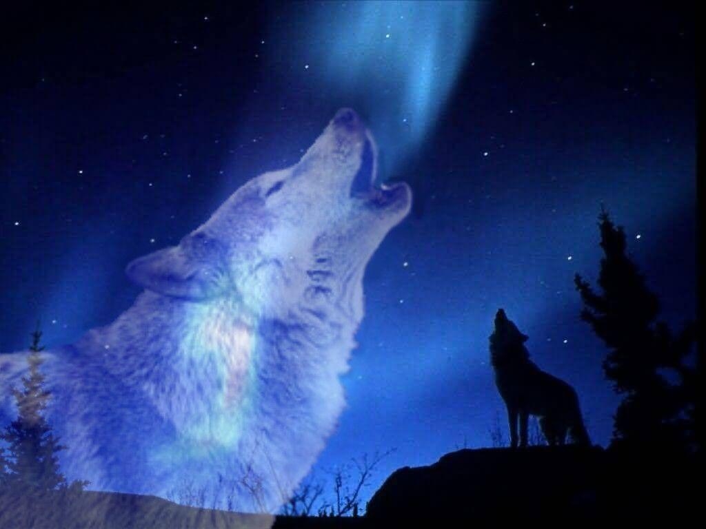 1030x770 Wolves Howling Wallpaper HD. coolstyle wallpaper, Desktop