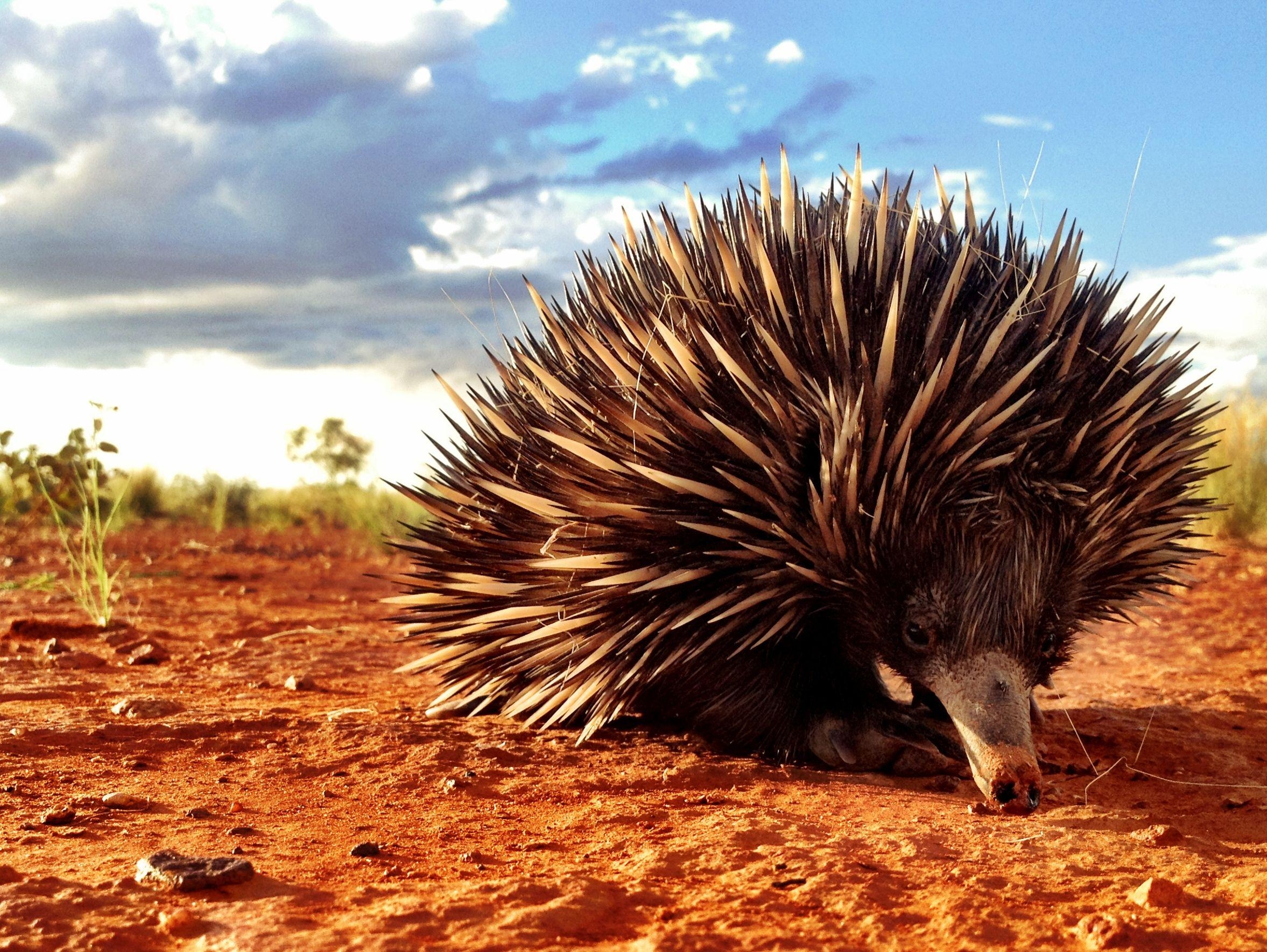 2360x1770 Short Beaked Echidna (Tachyglossus Aculeatus) Photo Taken, Desktop