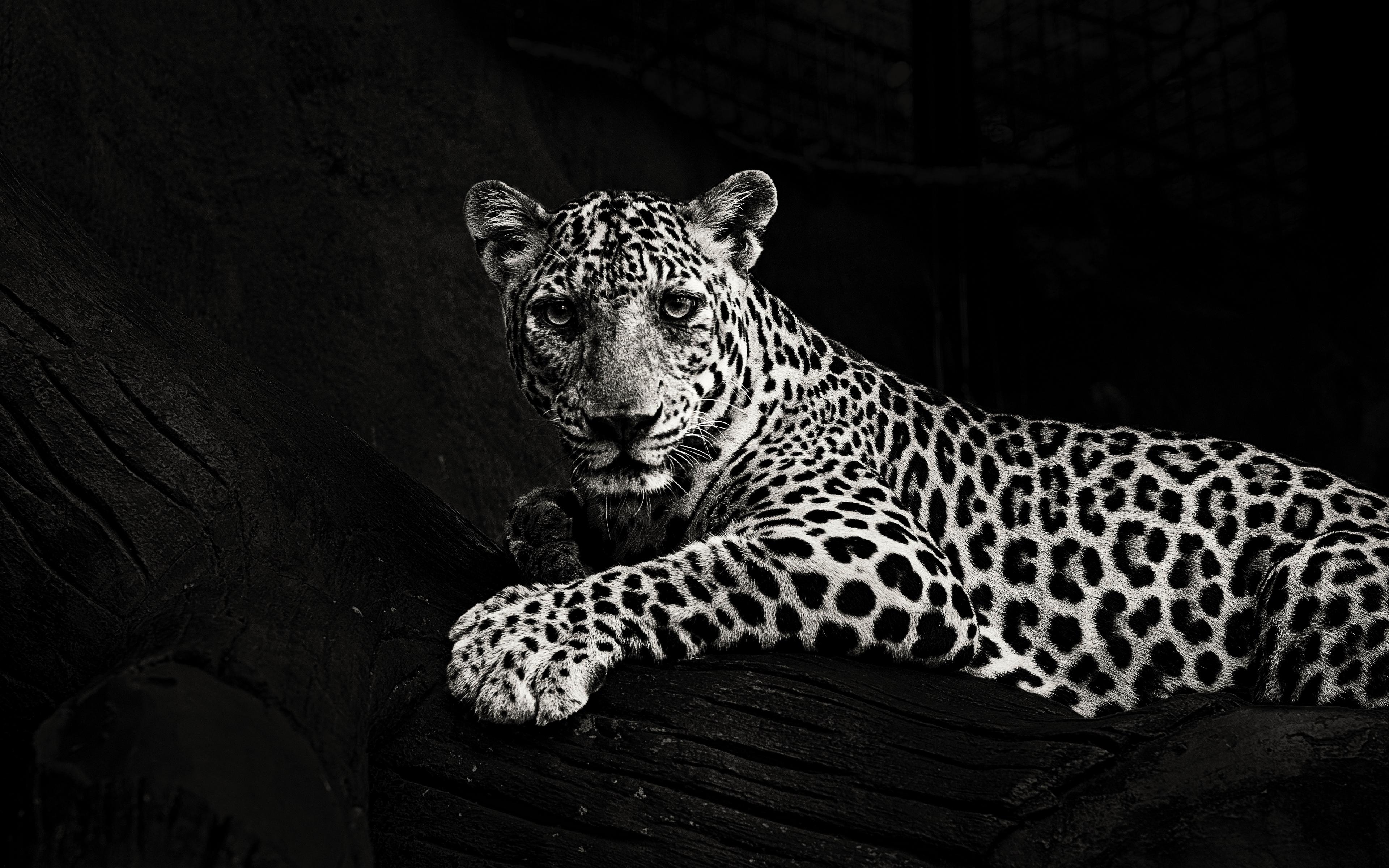 3840x2400 Download wallpaper  jaguar, bw, predator, sight, big cat, Desktop