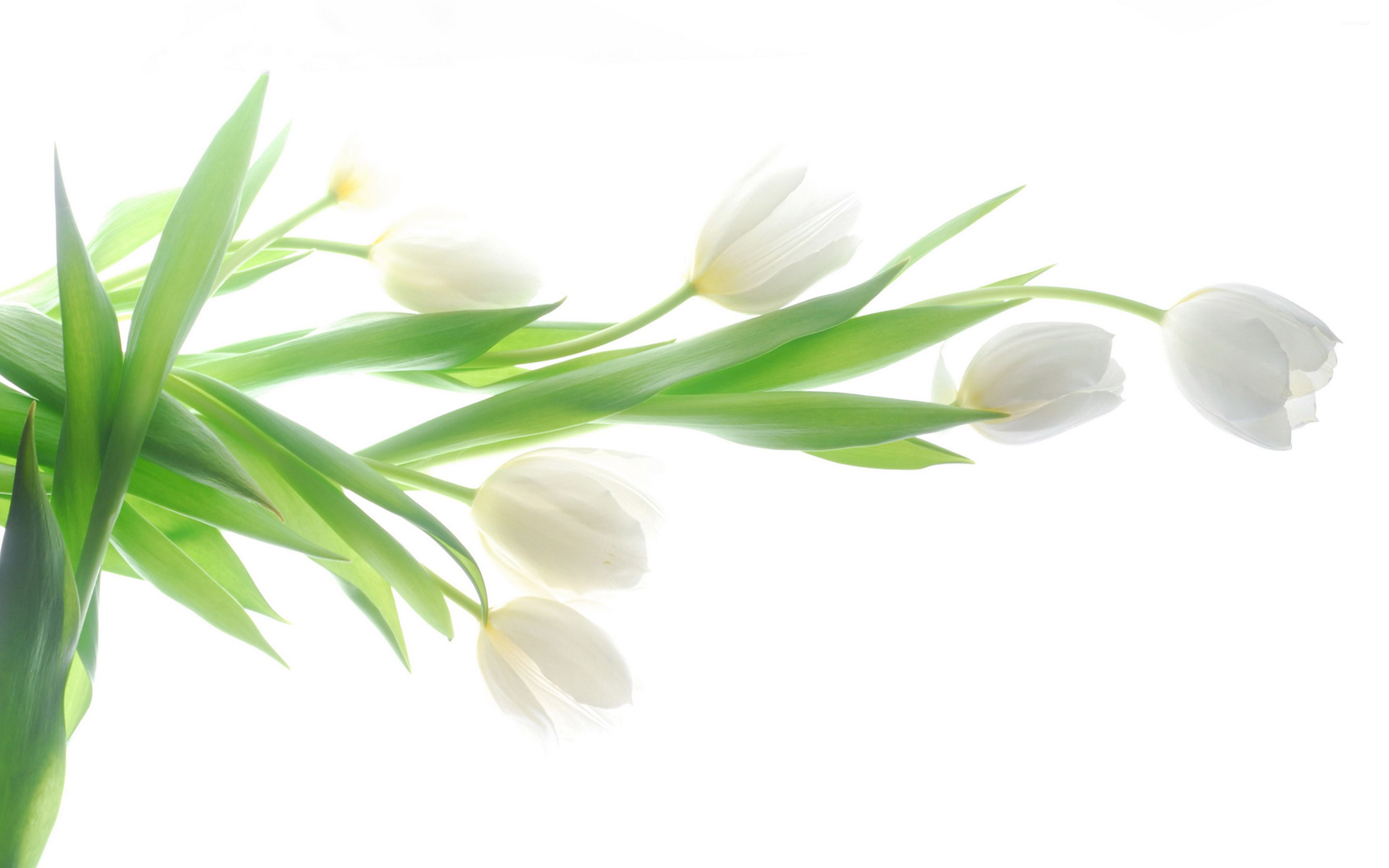 2880x1800 White tulips [4] wallpaper wallpaper, Desktop